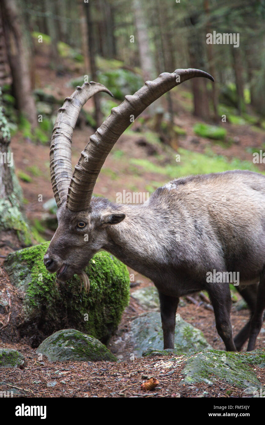 Männliche Alpensteinböcke Capra Ibex, mit den riesigen und gebogenen Hörnern Stockfoto