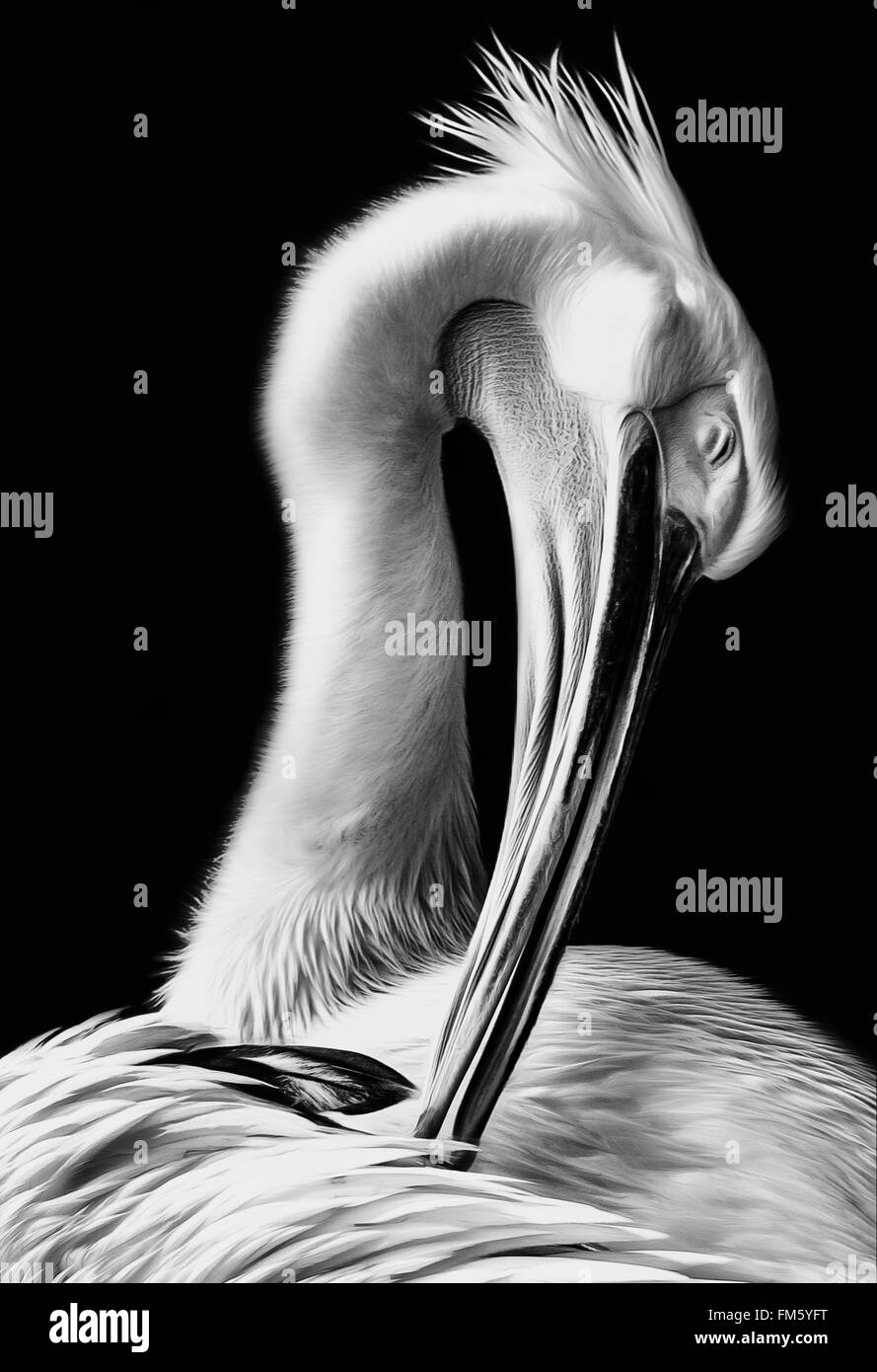 Pelikan putzt sein Gefieder in schwarz und weiß Stockfoto