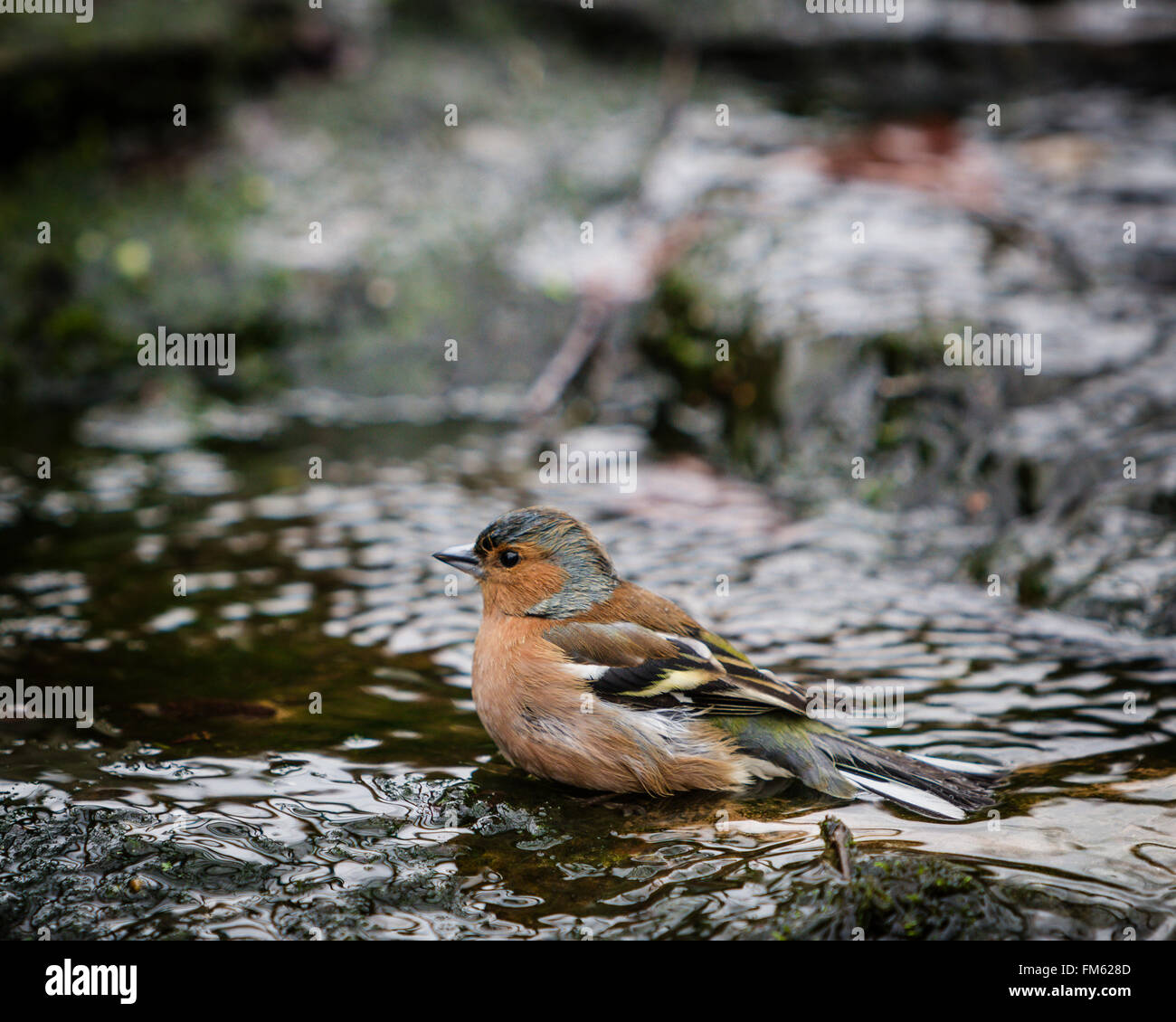 Buchfink Im Englischen Garten Bach Baden Stockfoto Bild 98478477