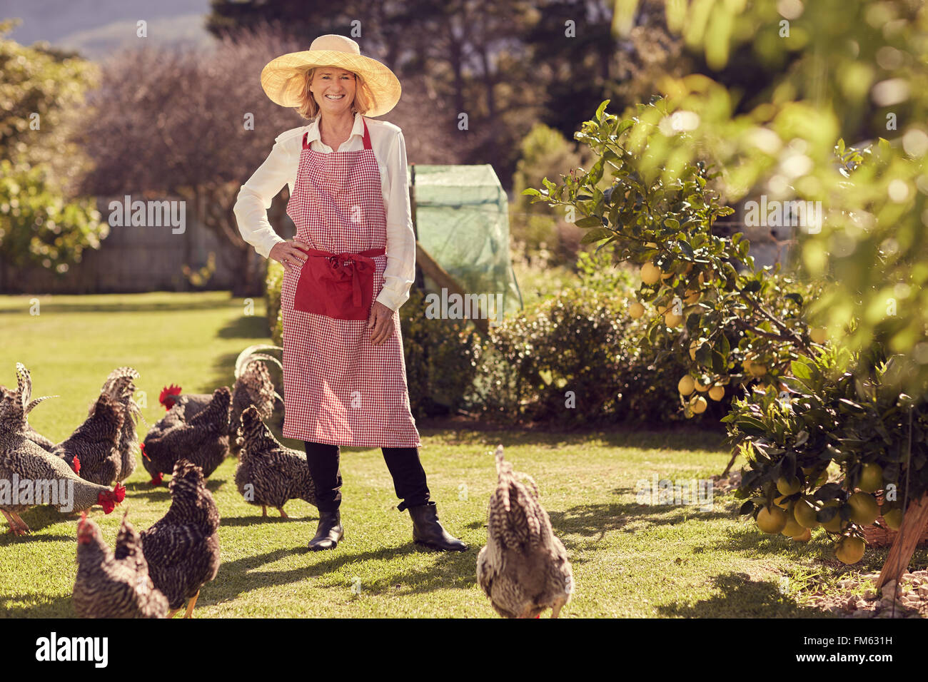 Ältere Frau mit ihrer Hühner im Garten Stockfoto