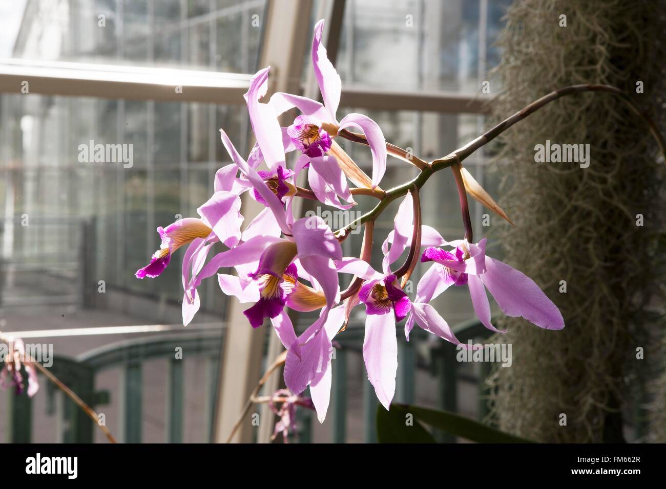 Laelia Anceps ist eine kleine Gattung der Orchidee Familie, Anbau im Gewächshaus bei RHS Wisley. Stockfoto