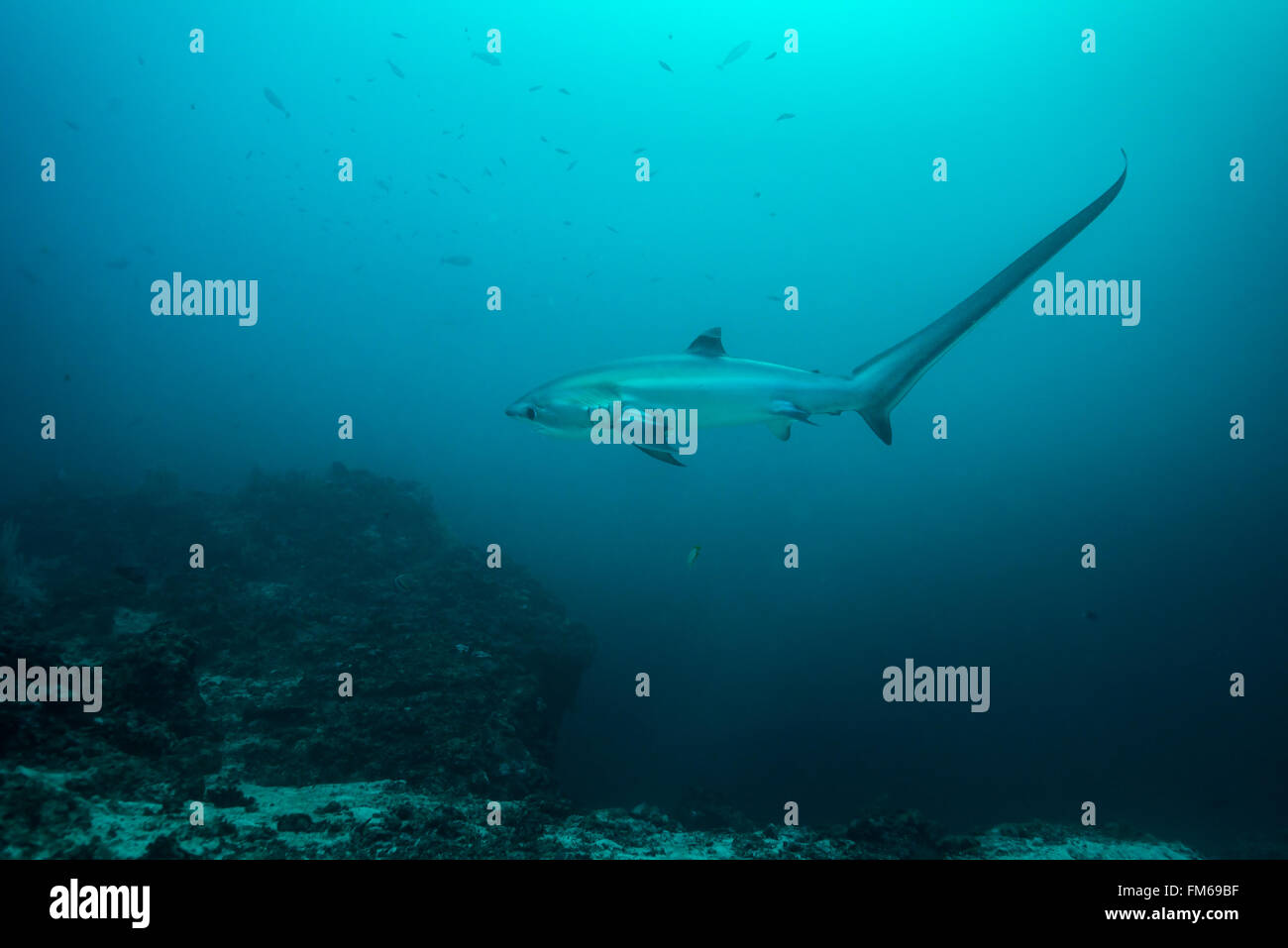 Gemeinsame Thresher Sharks sind pelagische und Leben im tiefen Ozean. Jedoch malapascua bietet eine einzigartige Chance, diese incredibl zu sehen Stockfoto