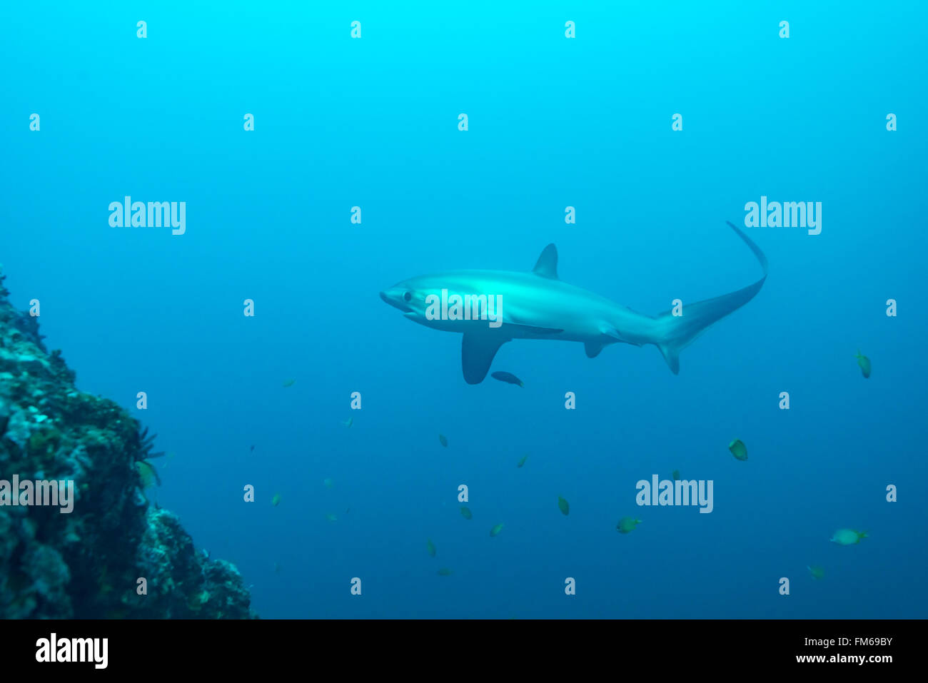 Gemeinsame Thresher Sharks sind pelagische und Leben im tiefen Ozean. Jedoch malapascua bietet eine einzigartige Chance, diese incredibl zu sehen Stockfoto