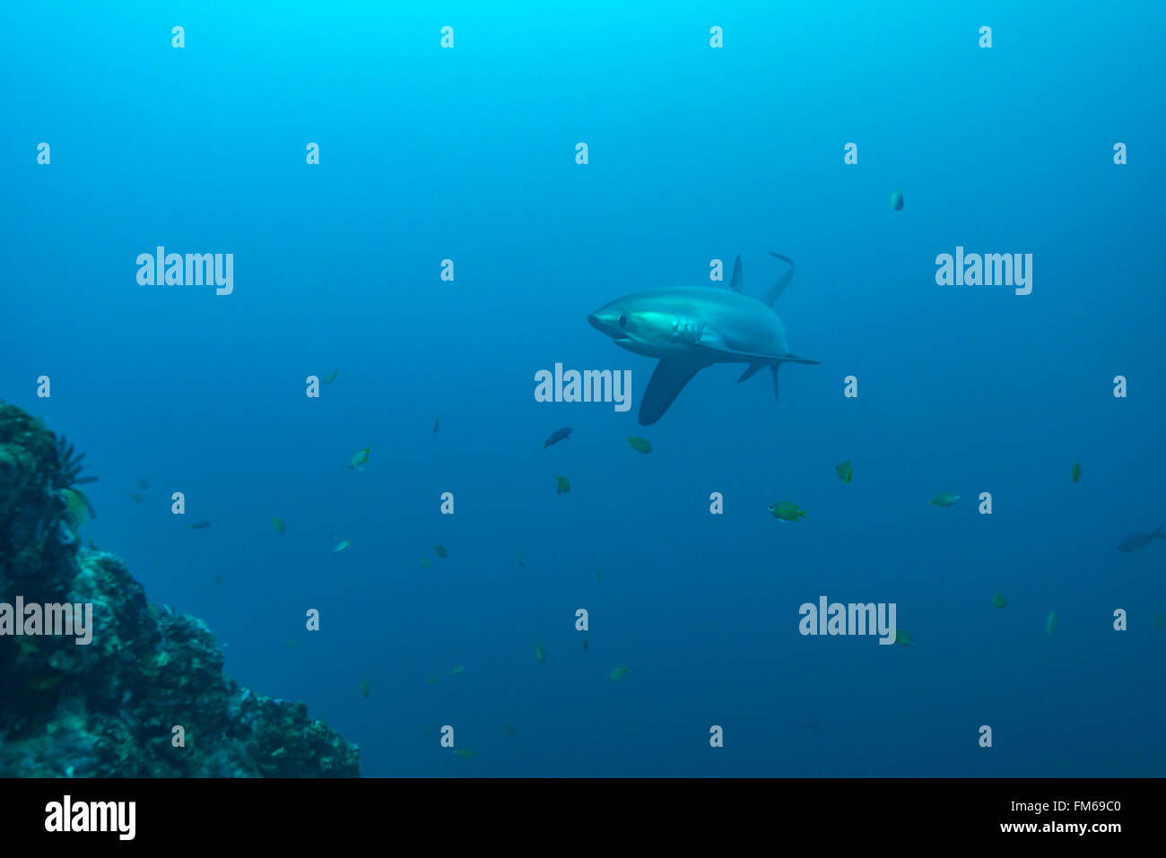Gemeinsame Thresher Sharks sind pelagische und Leben im tiefen Ozean. Jedoch malapascua bietet eine einzigartige Chance, diese incredibl zu sehen Stockfoto