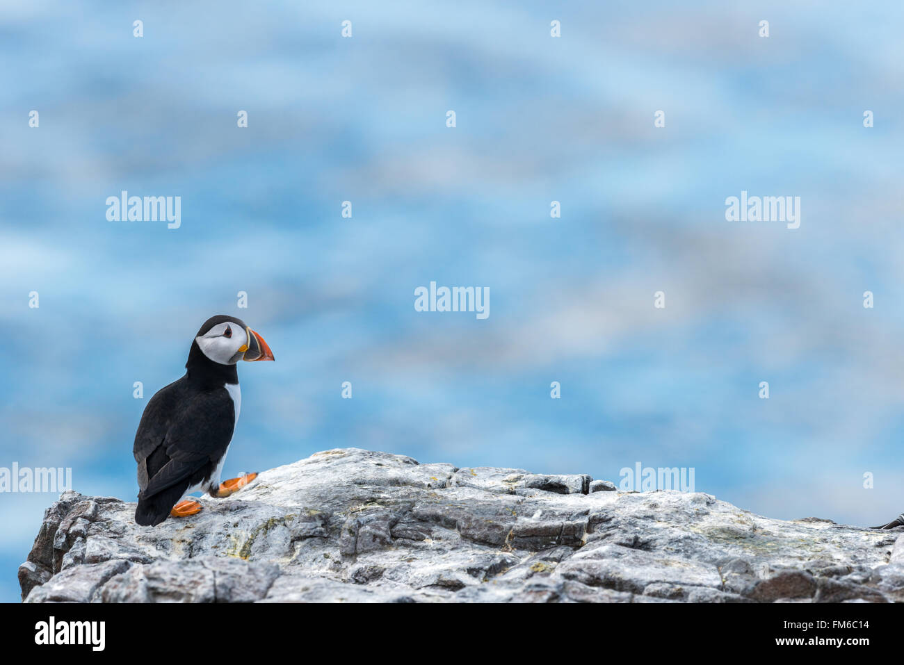 Papageitaucher brüten in den Farne Islands jeden Sommer. Dieser nahm eines einsamen Spaziergang. Northumberland, Mai Stockfoto