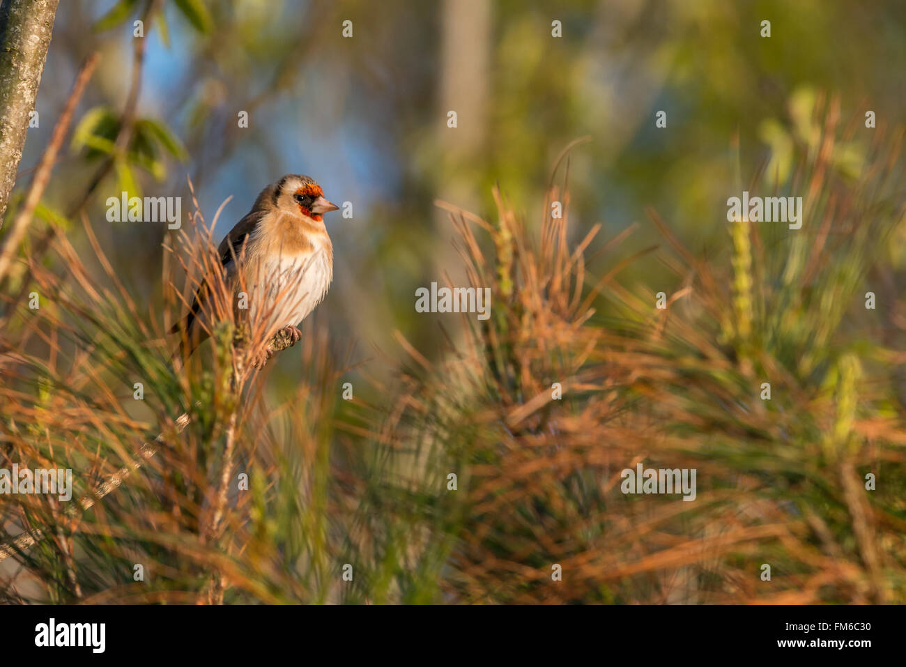 Die goldenen Farben der Stieglitz werden am besten in der Abendsonne angezeigt. Nord-Devon, April. Stockfoto
