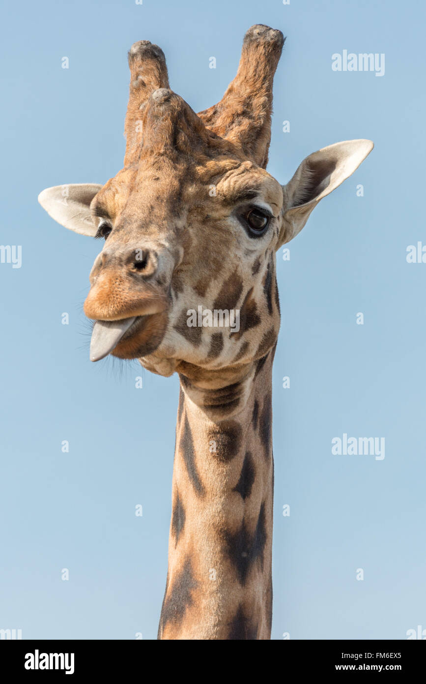 Eine Giraffe im Yorkshire Wildlife Park, warten, gefüttert zu werden, sticht seine Zunge mich an. März Stockfoto