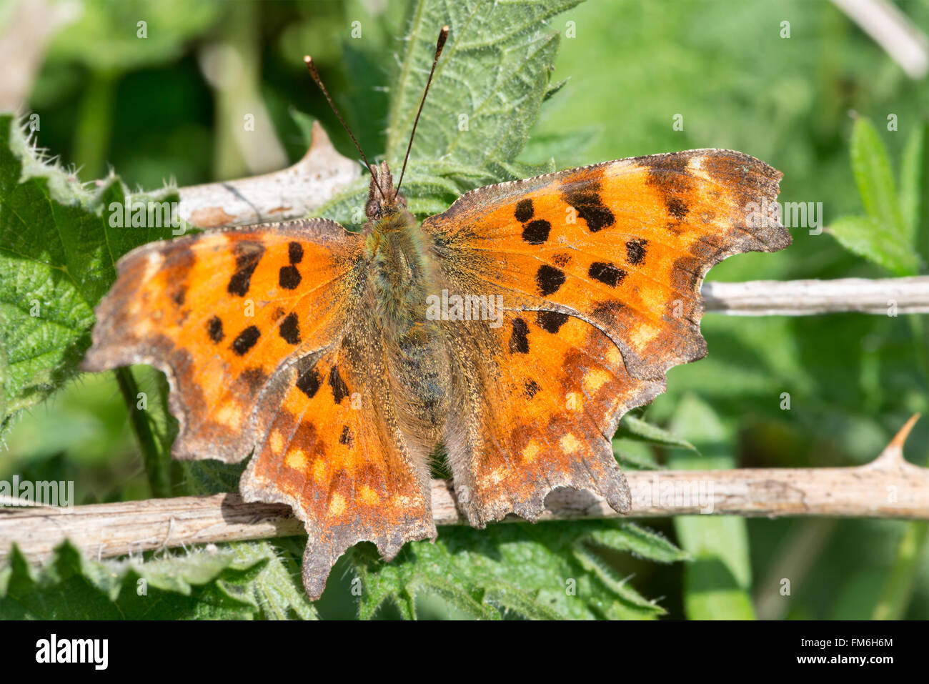 Komma Schmetterlinge (Polygonia c-Album) herauskommen und breiteten ihre Flügel in der warmen Frühlingssonne. Brecon Beacons. April Stockfoto