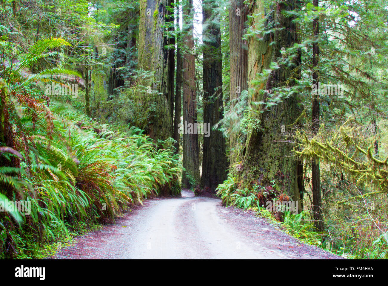 Feldweg durch den Redwoods in del Norte County, Kalifornien Stockfoto