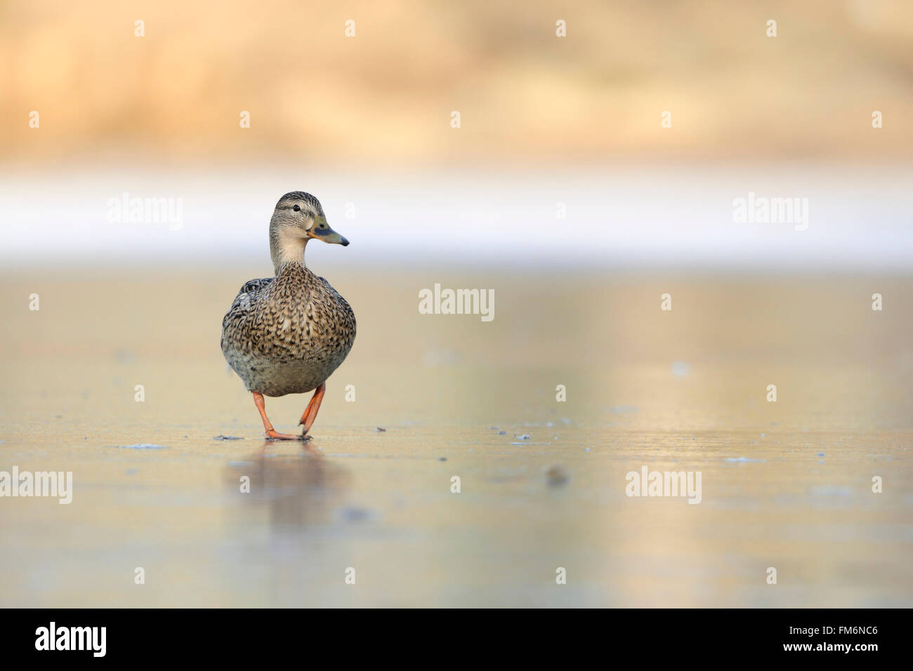 Stockenten / Wilde Ente ( Anas platyrhynchos ), einsames Weibchen, Spaziergänge über einen gefrorenen See, lustige frontale Tiefsicht, Tierwelt, Europa. Stockfoto