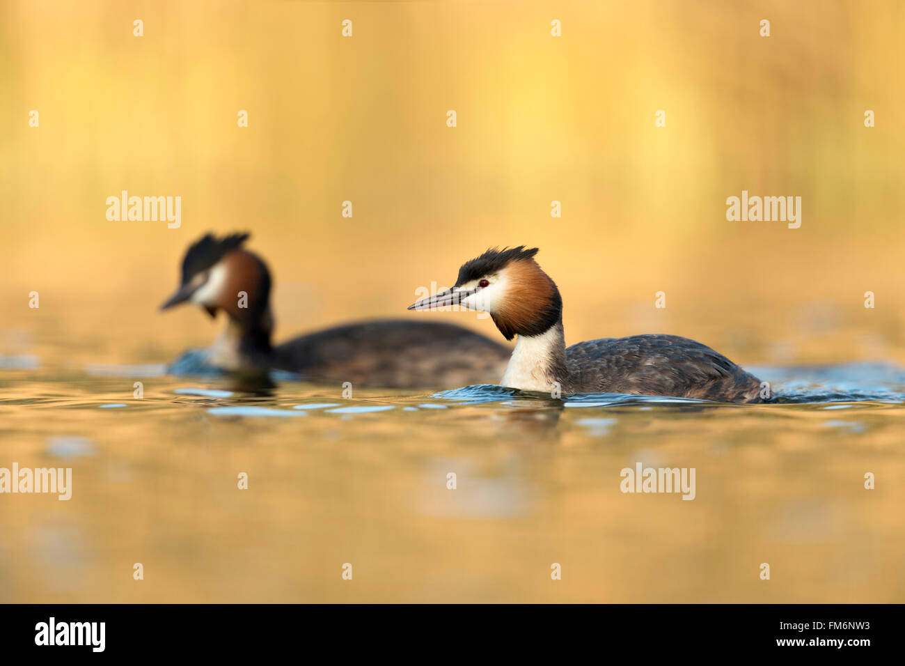 Great Crested Haubentaucher / Haubentaucher (Podiceps Cristatus), koppeln, warm schwimmen neben einander, stimmungsvolles Licht. Stockfoto