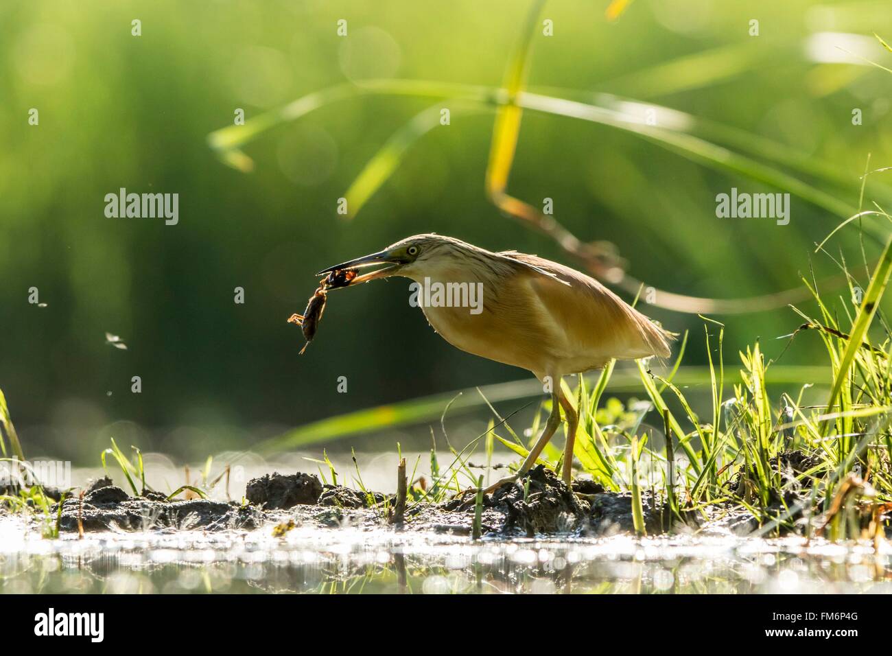 Ungarn, Csongrad, Kiskunsagi Nationalpark, Pusztaszer, Squacco Heron (Ardeola Ralloides), Angeln Stockfoto