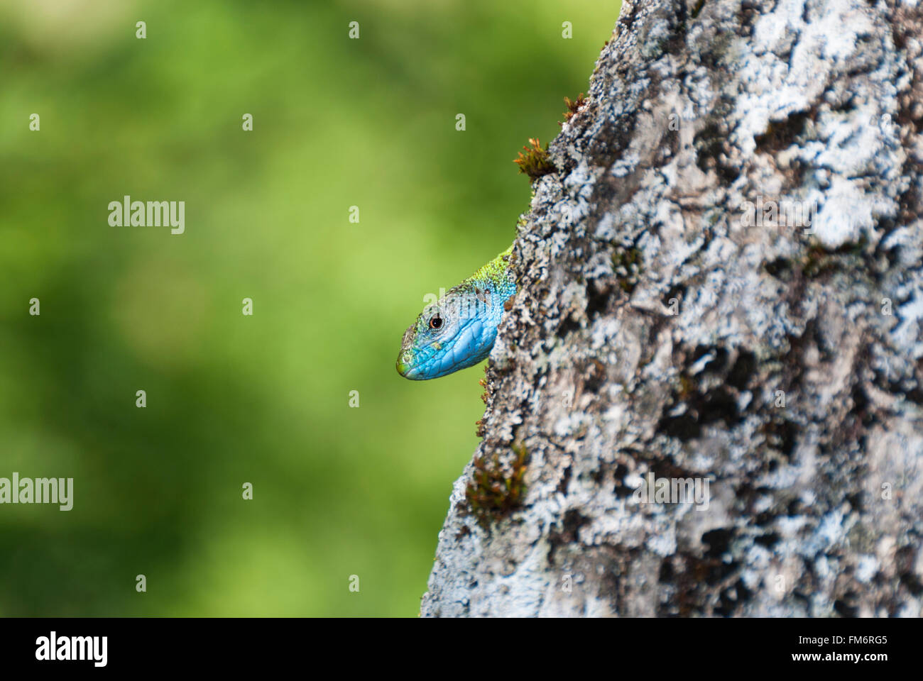 Eine grüne Eidechse mit blauem Kopf hinter einem Baumstamm Stockfoto