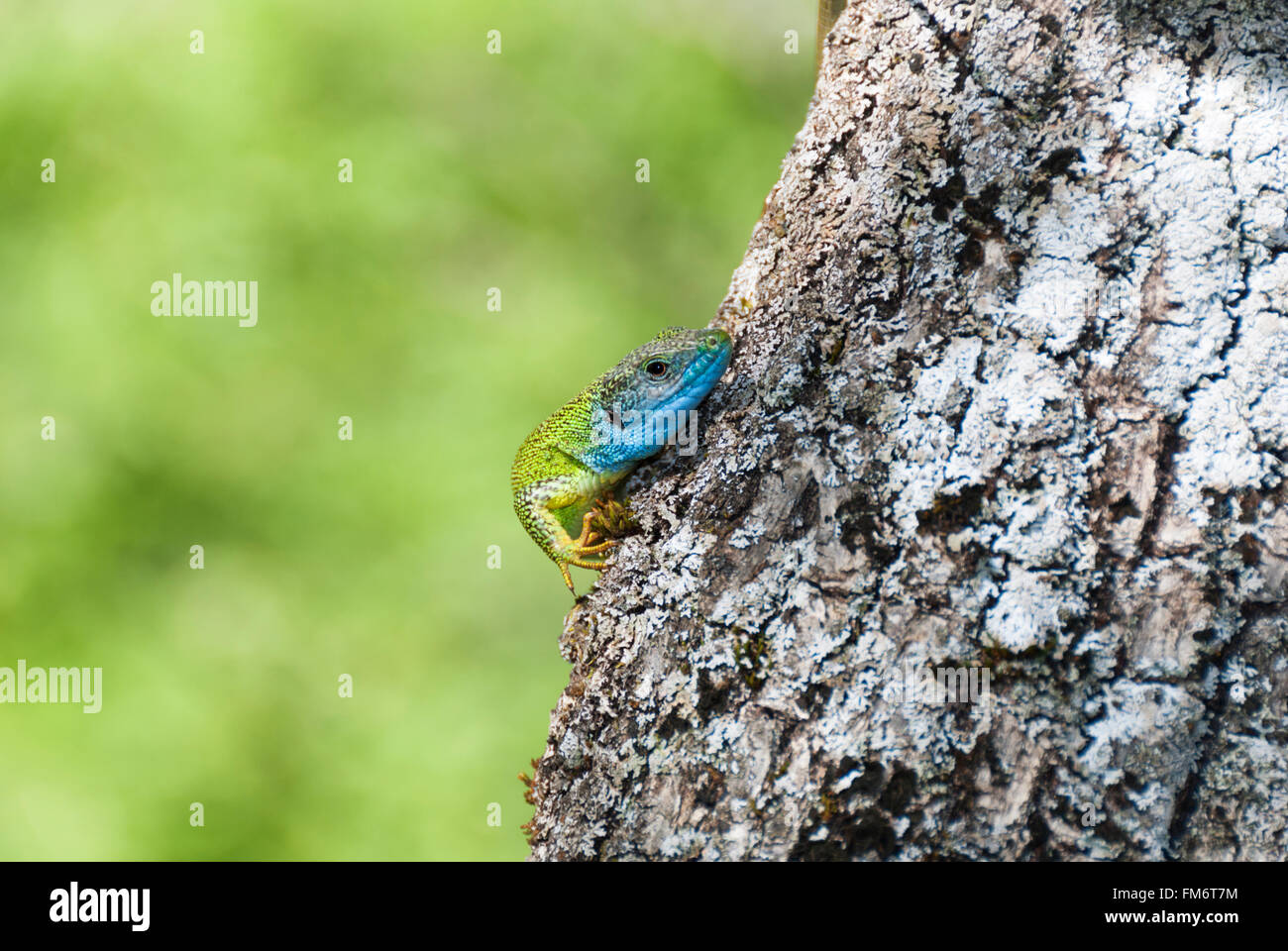 Eine grüne Eidechse mit blauem Kopf versteckt sich hinter einem Baumstamm Stockfoto