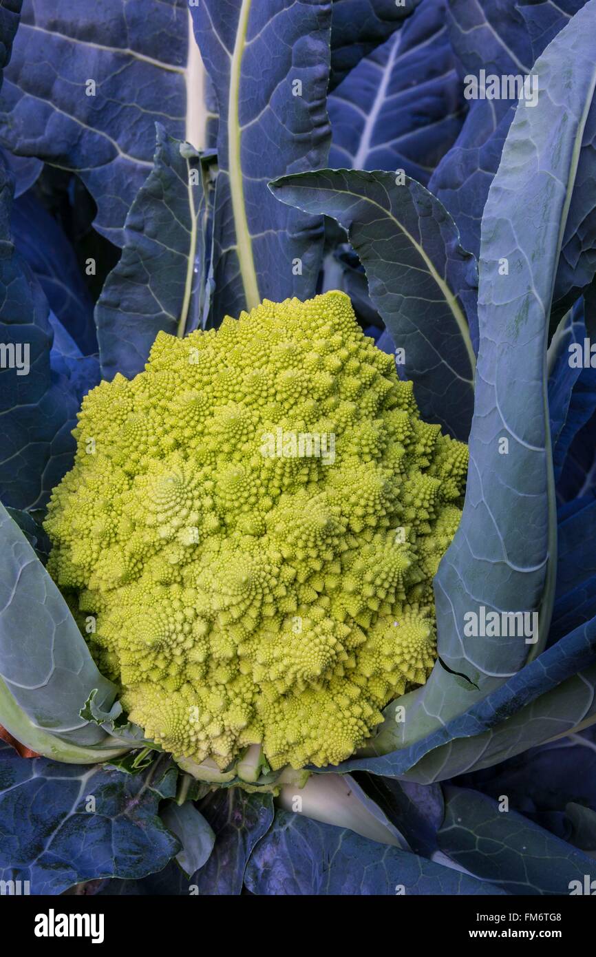 Frankreich, Savoyen, Villoudry, romanische Cawliflower oder Romanesco Brokkoli (Brassica Oleracea var. Botrytis) Stockfoto