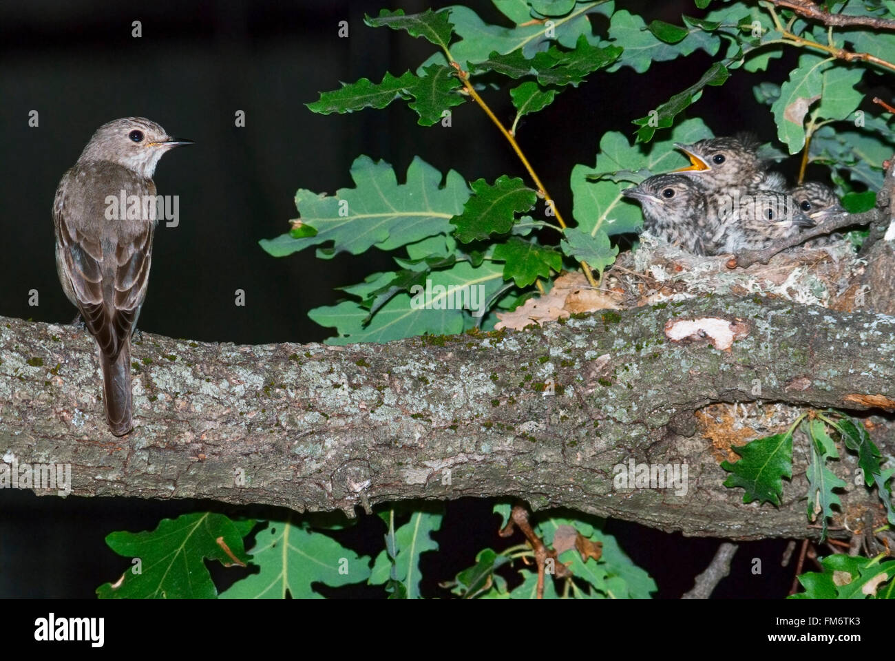 Grauschnäpper und Nest mit vier Nestlinge auf einer Eiche Ast Stockfoto