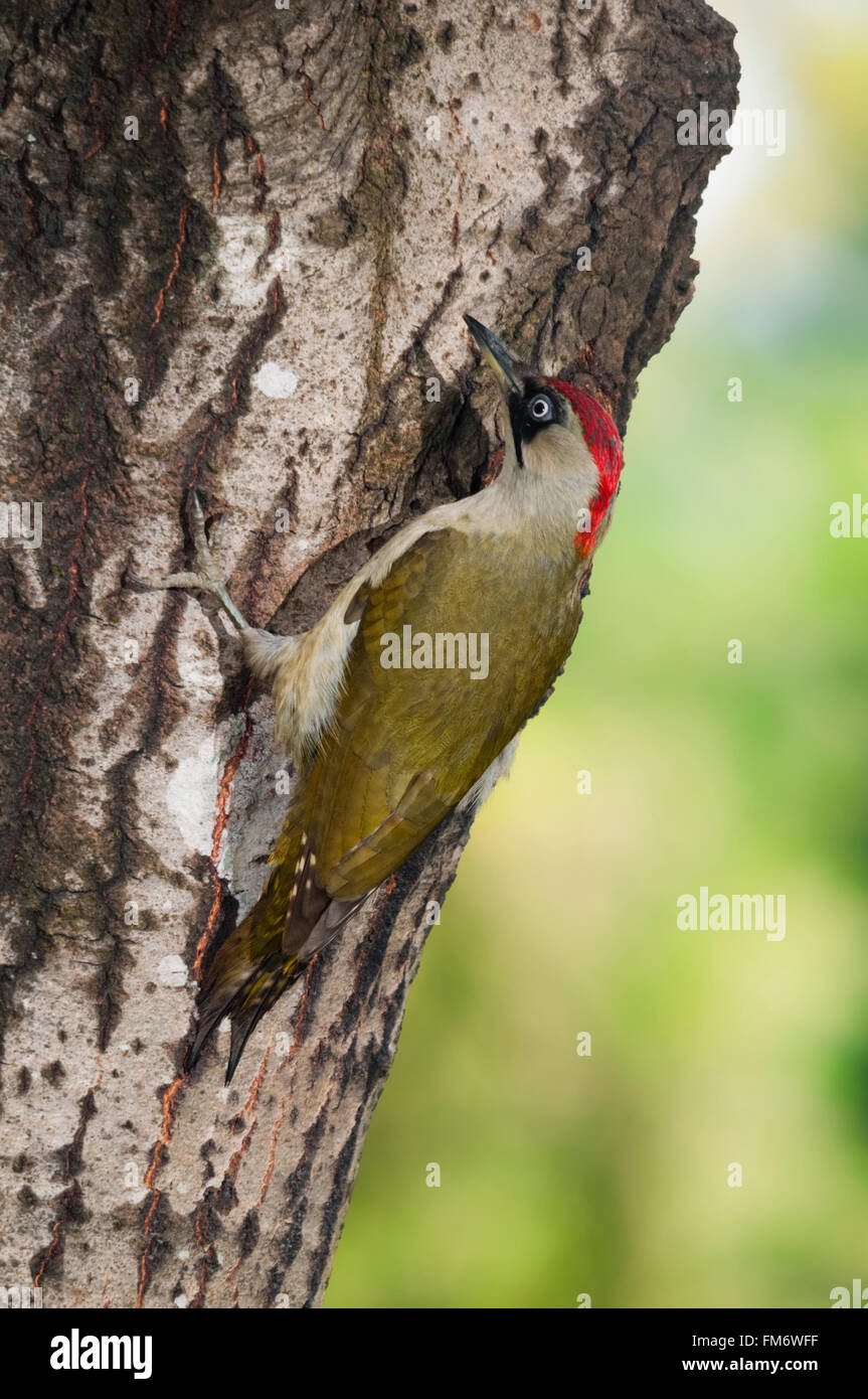 Europäische Grünspecht (Picus Viridis) Weibchen auf einem Baumstamm Stockfoto