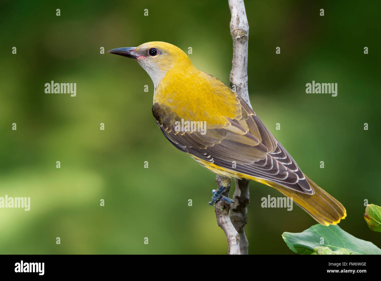 Pirol juvenile auf einem Ast Stockfoto