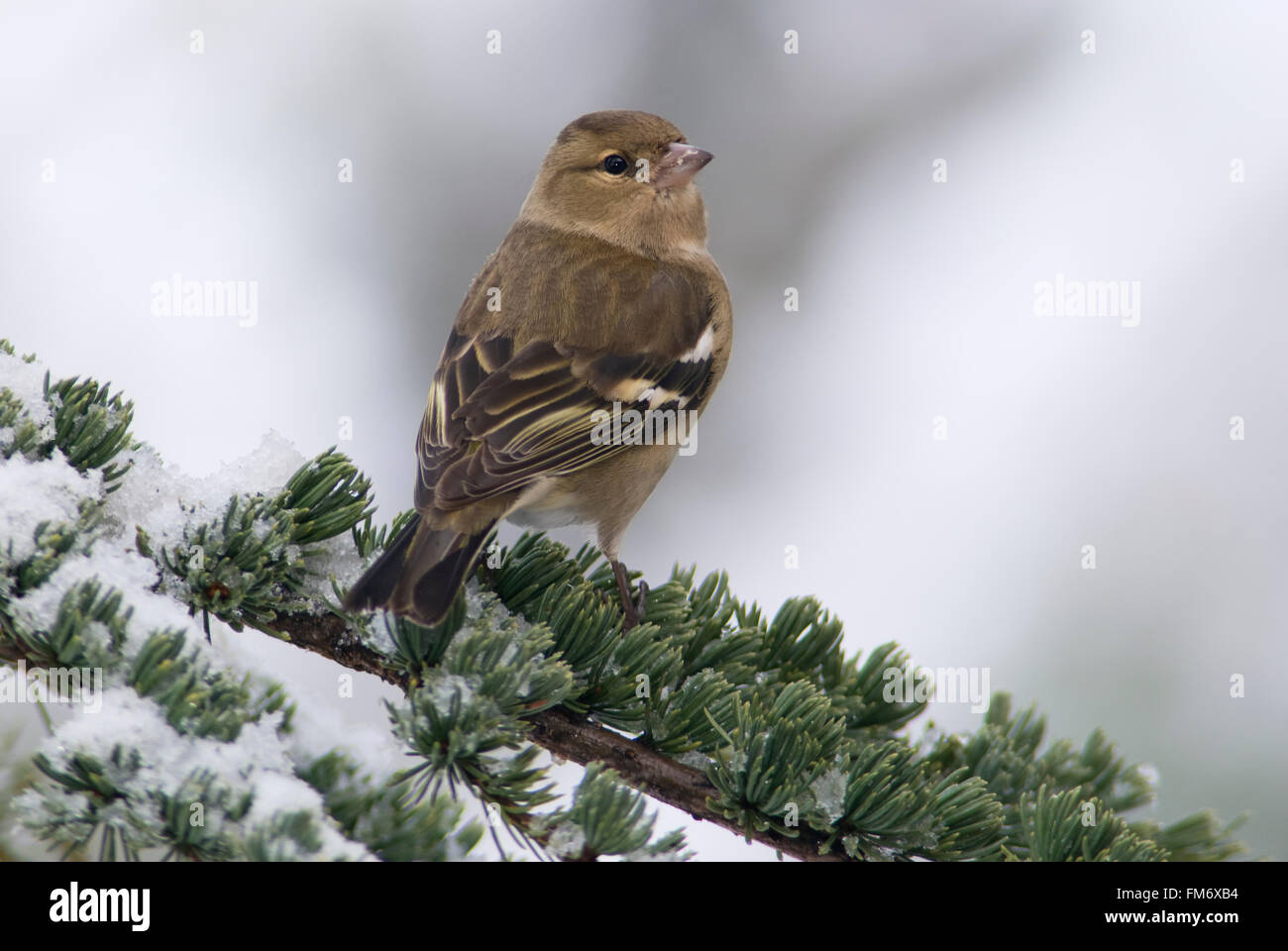 Eine weibliche Buchfink auf einem verschneiten Ast Stockfoto