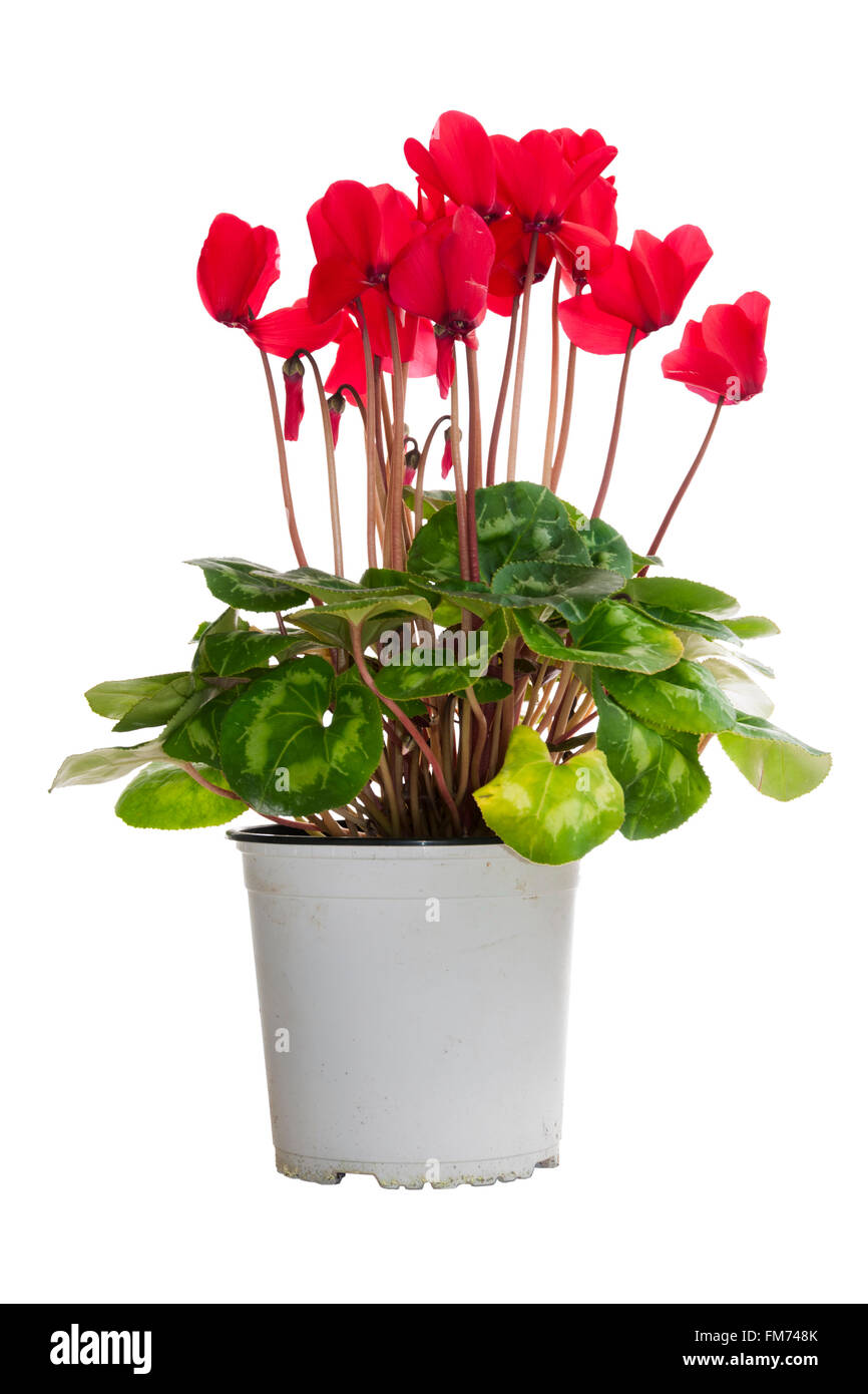 Ein Blumentopf mit roten Cyclamen isoliert auf weißem Hintergrund Stockfoto