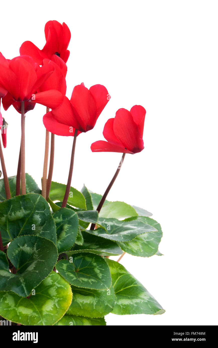 Roten Alpenveilchen-Blüten und Blätter Stockfoto