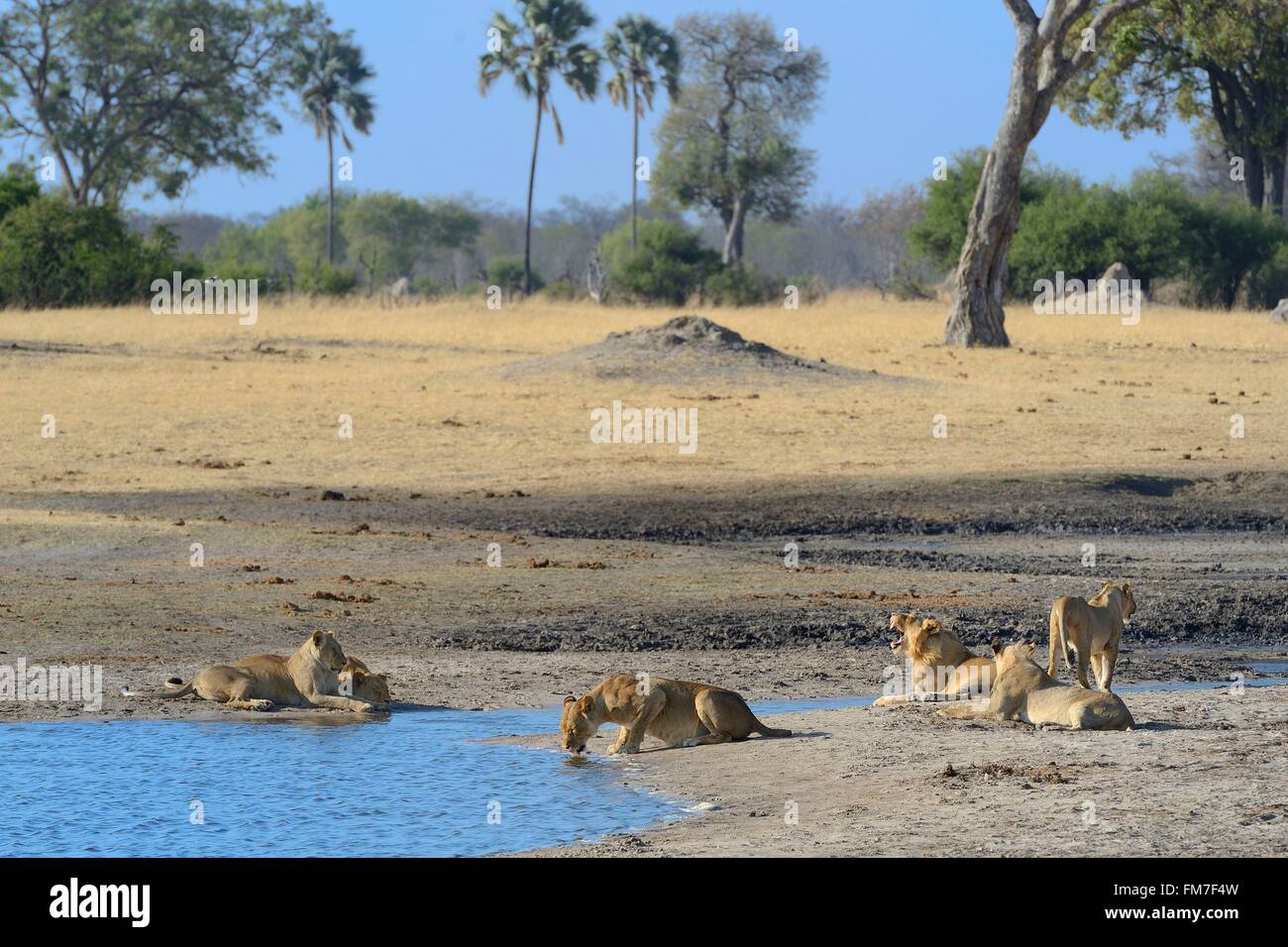 Simbabwe, Matabeleland North Province, Hwange Nationalpark, Gruppe von Löwen (Panthera Leo) um einen Teich Stockfoto