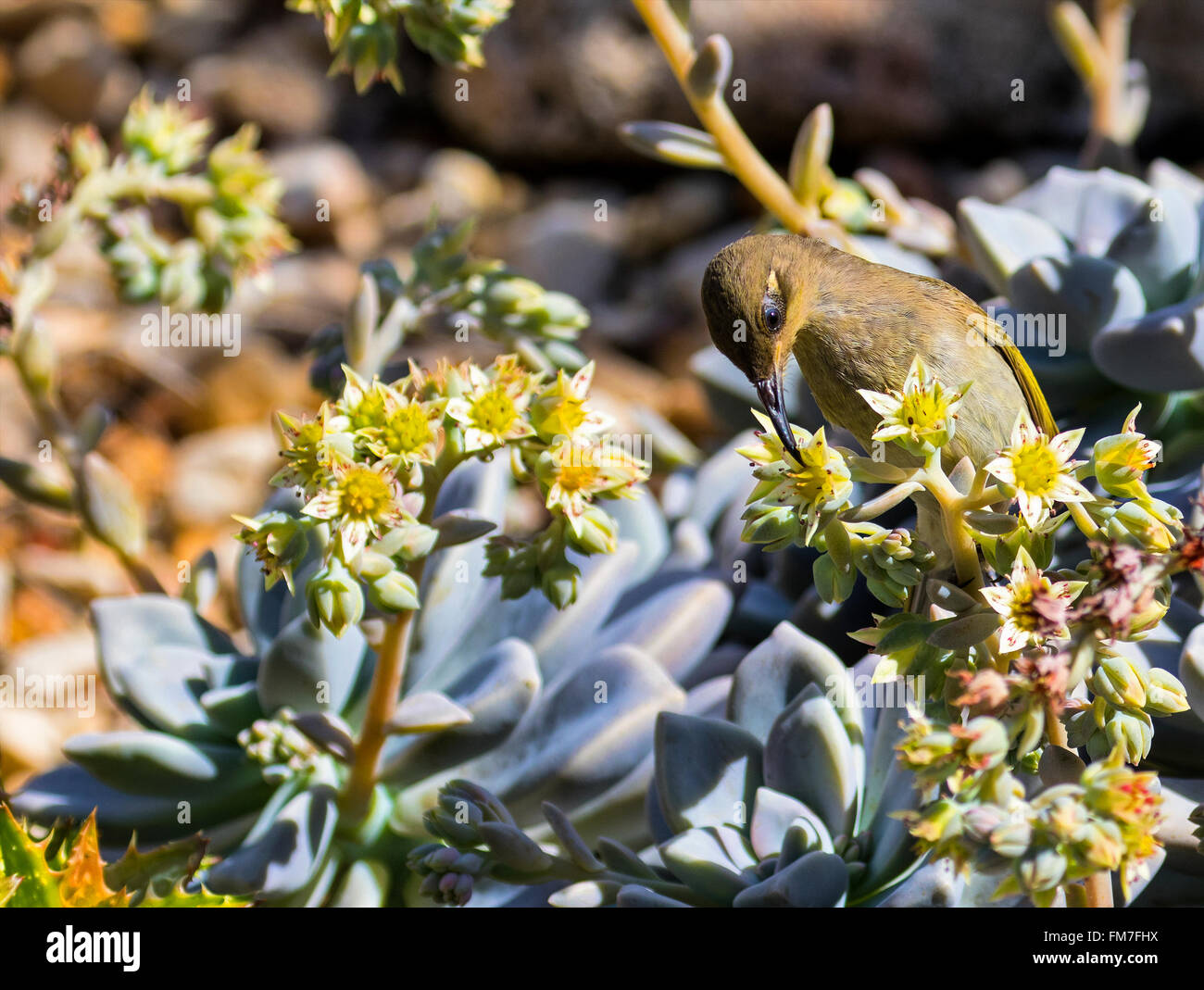 braune Honigfresser Vogel, ernähren sich von Nektar aus saftigen Blume in Brisbane Mount Coot-Tha Botanic Gardens, Australien Stockfoto