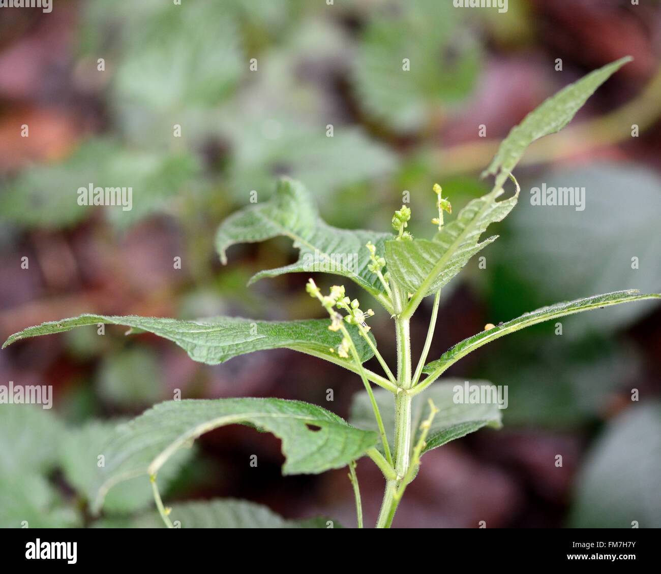 Jährliche Quecksilber (Mercurialis Annua). Einjährige Pflanze in der Familie Euphorbiaceae, Blume Stockfoto
