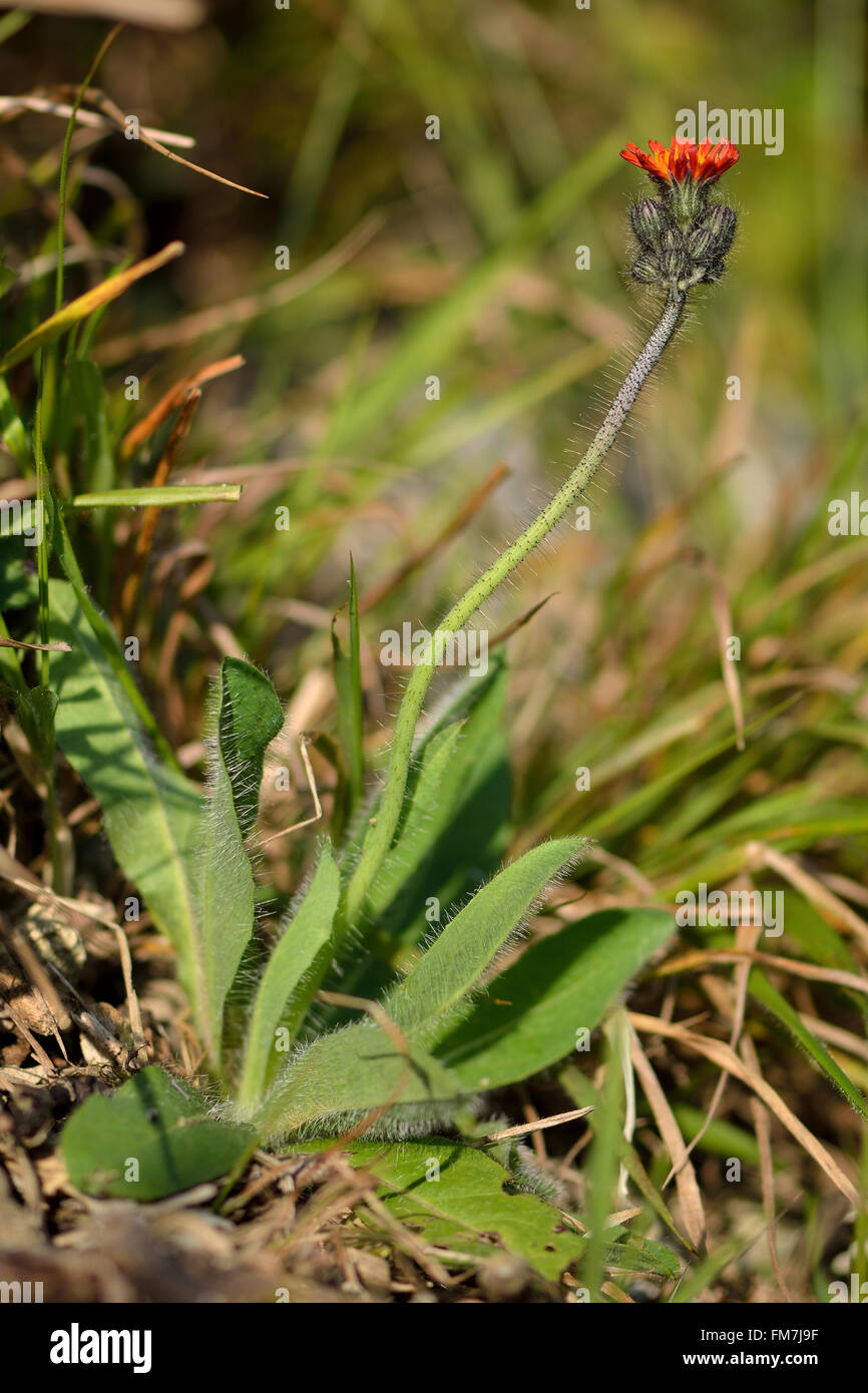 Orange Habichtskraut (Gruppe Aurantiaca). Eine orange Münzprägerei in