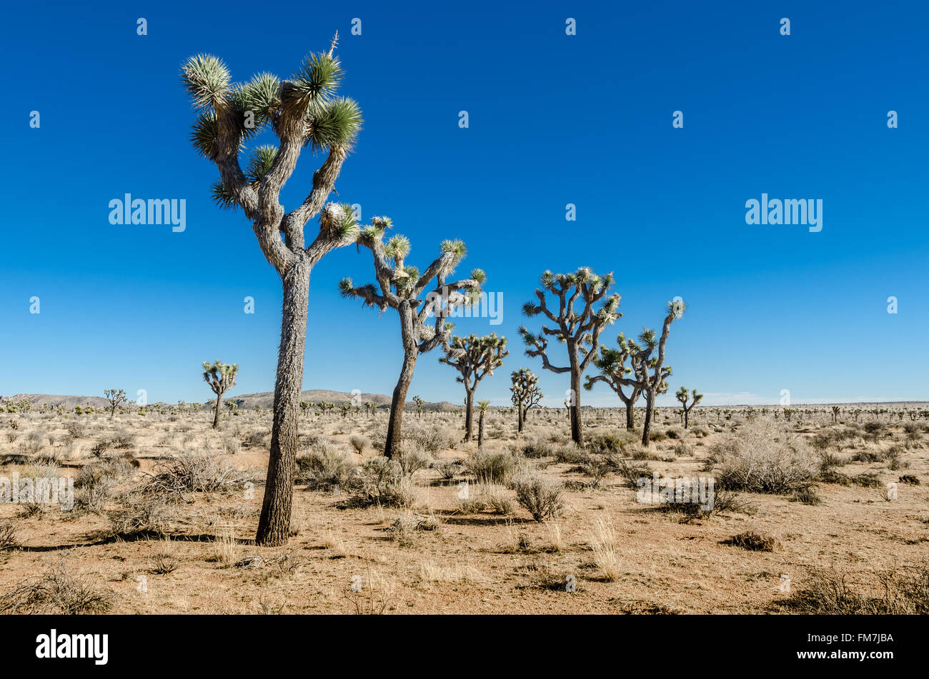 Gruppe von Joshua Bäume in offene Wüste an einem strahlend blauen Himmel-Tag Stockfoto
