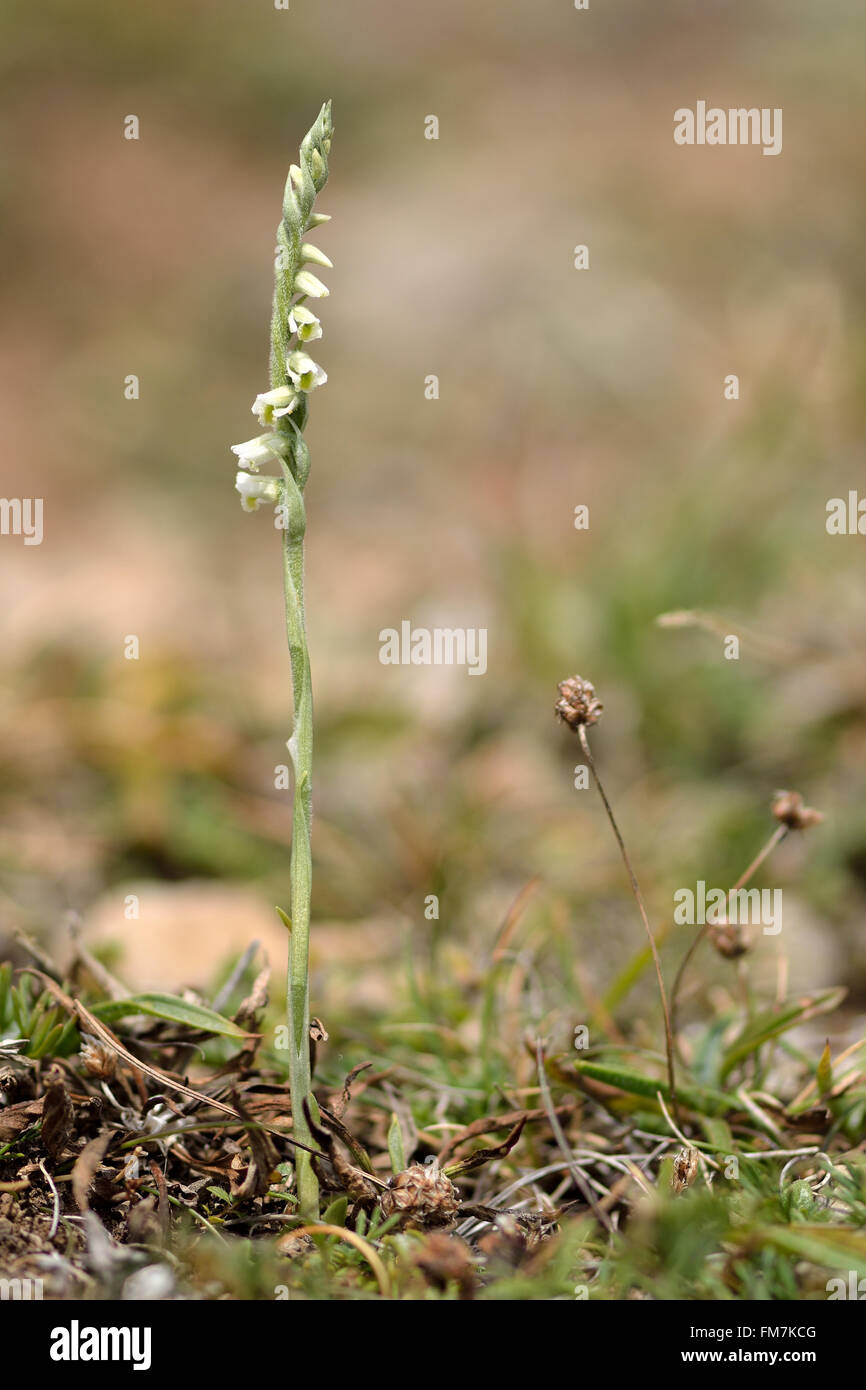 Herbst der Dame-locken (Spiranthes Spiralis). Zarte weiße Blüten in eine kleine Orchidee (Familie Orchidaceae). Stockfoto