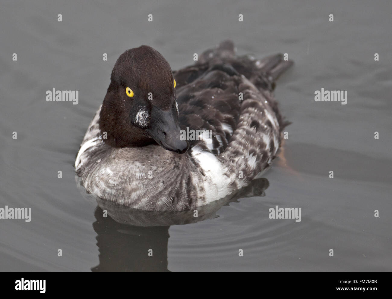 Schellente (Bucephala clangula) Stockfoto