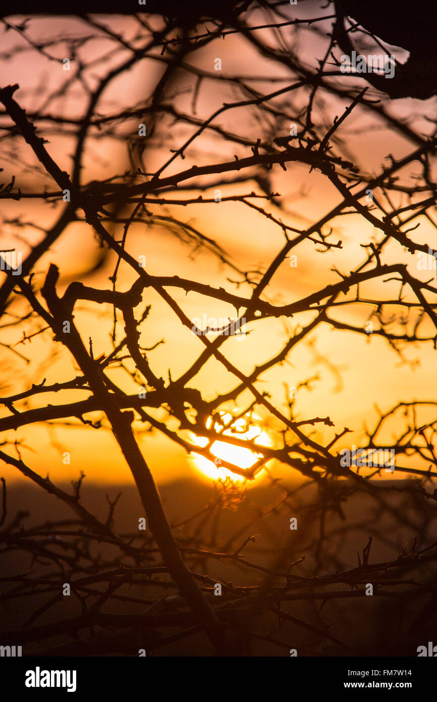 Sonnenuntergang gesehen durch eine große blattlosen Hecke Busch von Gestrüpp und Äste. Stockfoto