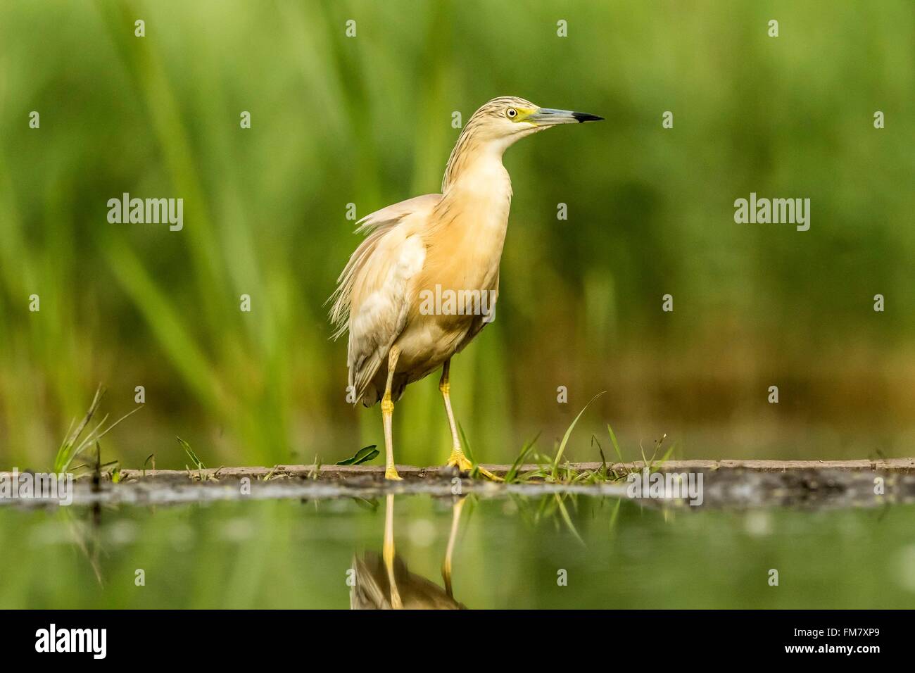 Ungarn, Csongrad, Kiskunsagi Nationalpark, Pusztaszer, Squacco Heron (Ardeola Ralloides), Angeln Stockfoto