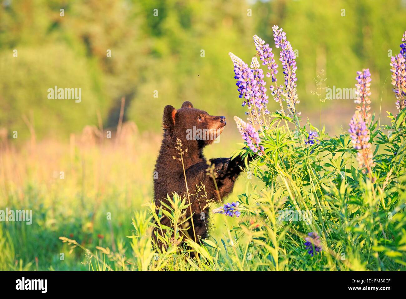 USA, Minnesota, Baby Schwarzbären (Ursus Americanus), auf einer Wiese mit wilden Lupinen Stockfoto