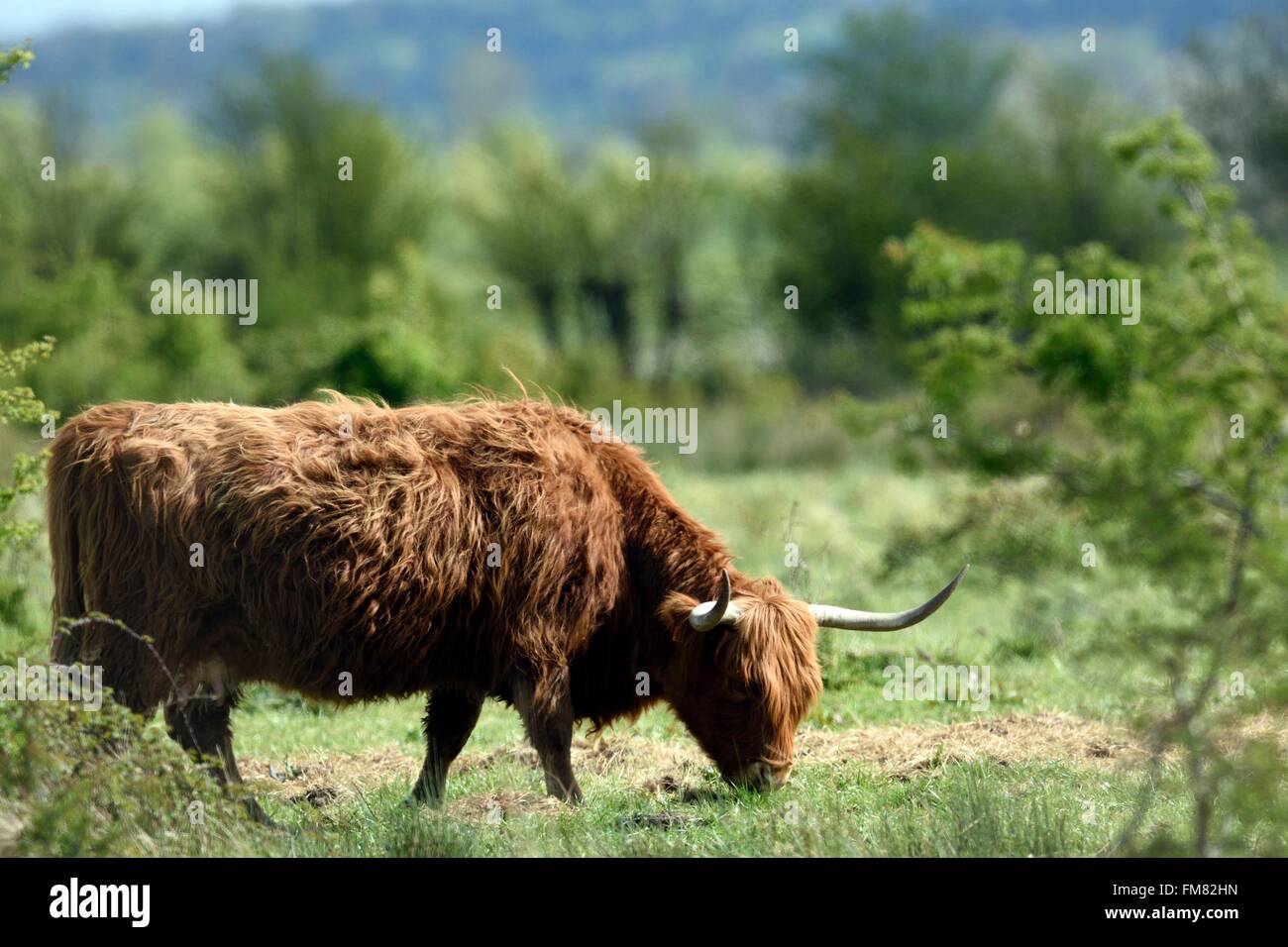 Frankreich, Somme, Baie de Somme, Salers (Rinderrasse) erhalten einen