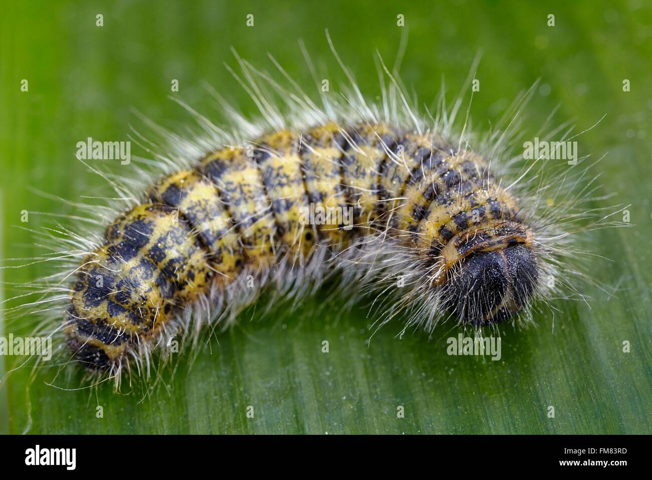 Frankreich, Morbihan, Lepidoptera, Notodontidae, Buff Tipp Caterpillar (Phalera Bucephala) Stockfoto