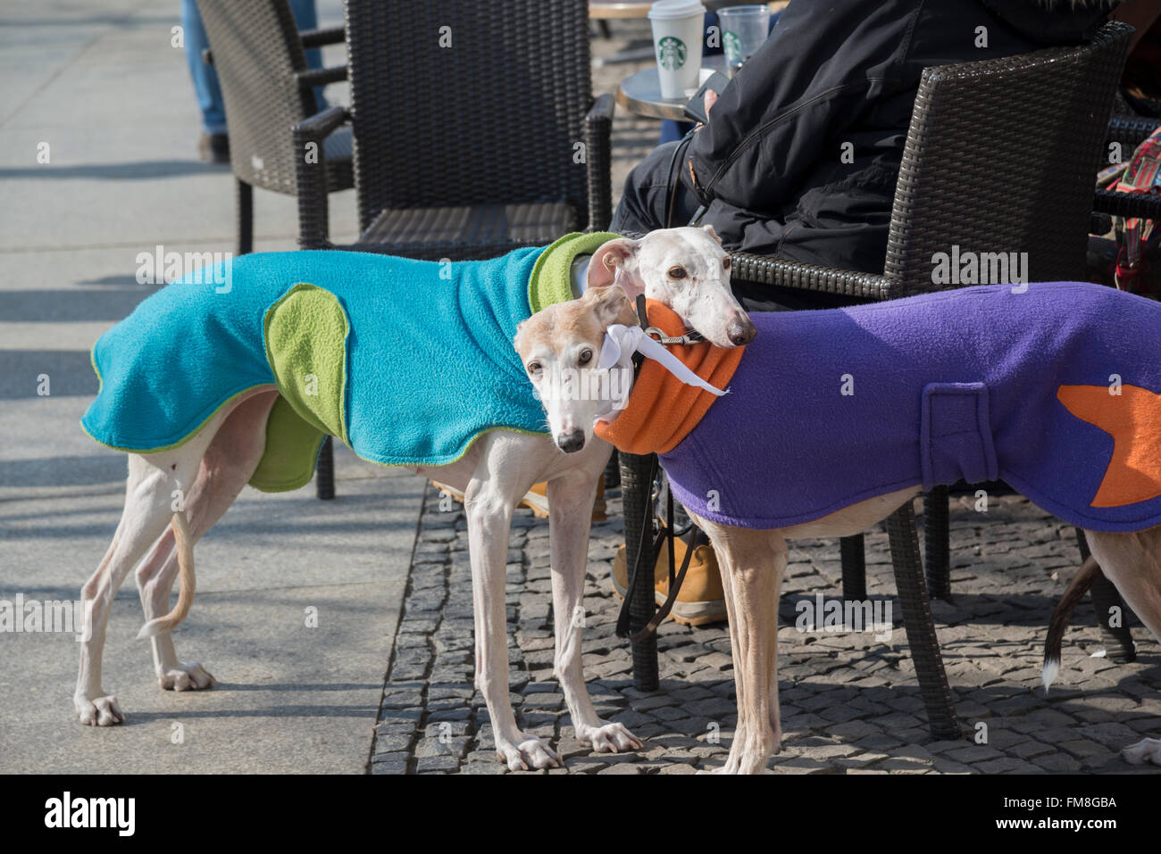 Zwei Windhunde mit bunten Mänteln sind zusammen mit einem weißen Tuch gebunden, während ihre Besitzer nahe Brandenburger Tor Kaffeegetränke Stockfoto