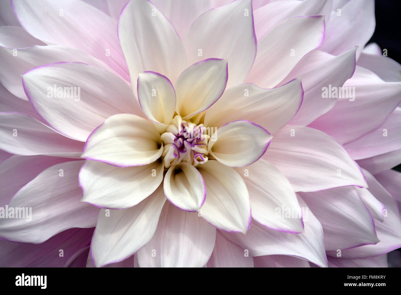 Beauitful weiße Dahlie Blüte mit lila Rand Stockfoto