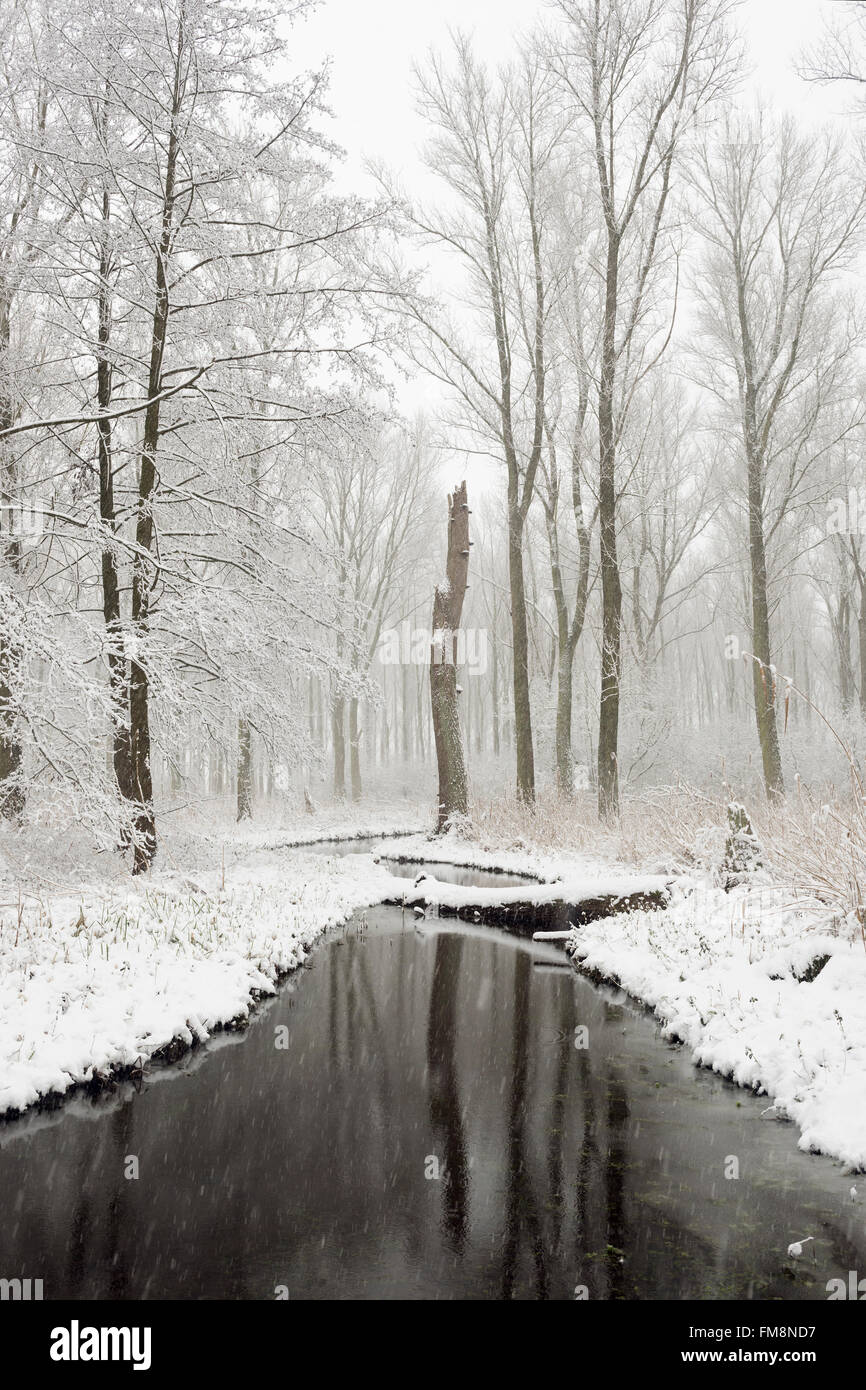Schneebedeckte Sumpfwald in den Niederrhein, alte Rhein Schlinge, Winter in Meerbusch, Ilvericher Altrheinschlinge, Deutschland. Stockfoto