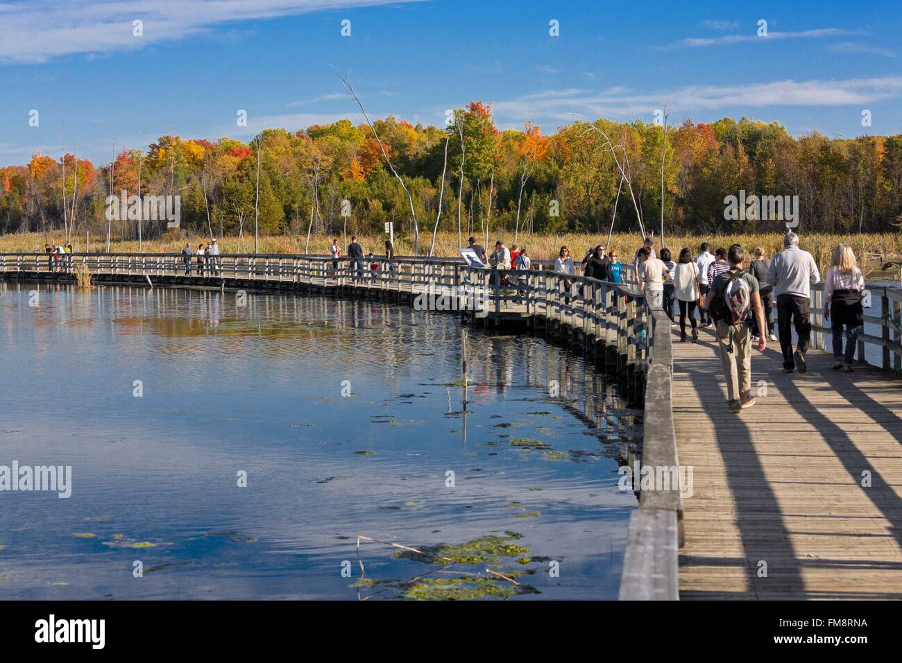 Kanada, Provinz Quebec, Montreal, Bizard Island, die Natur Park Bois de