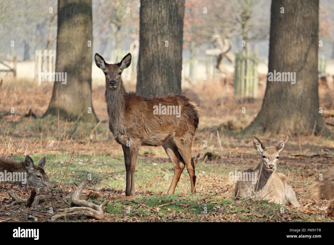 Richmond Park, London, UK. 11. März 2016. Ein weibliches Rotwild beobachtet aufmerksam die Herde unter den Eichen an einem feinen Frühlingstag im Richmond Park, die Royal Deer Park in West London entspannt. © Julia Gavin UK/Alamy Live News Bildnachweis: Julia Gavin UK/Alamy Live-Nachrichten Stockfoto