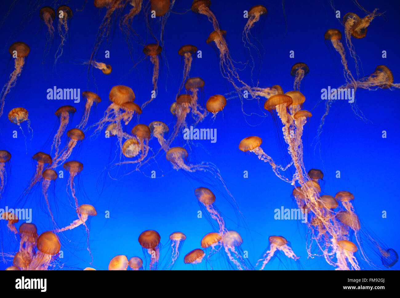 Quallen im Aquarium Monterey Bay, Kalifornien Stockfoto