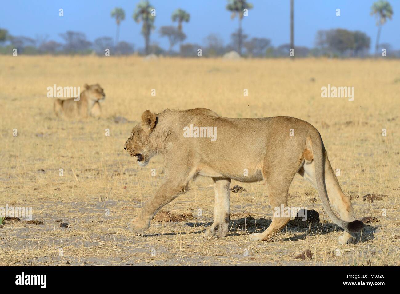 Simbabwe, Matabeleland North Province, Hwange Nationalpark, Gruppe von Löwen (Panthera Leo) Stockfoto