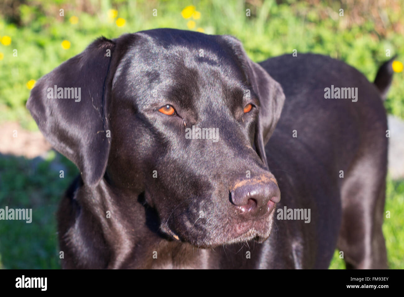 schwarzer Labrador Stockfoto