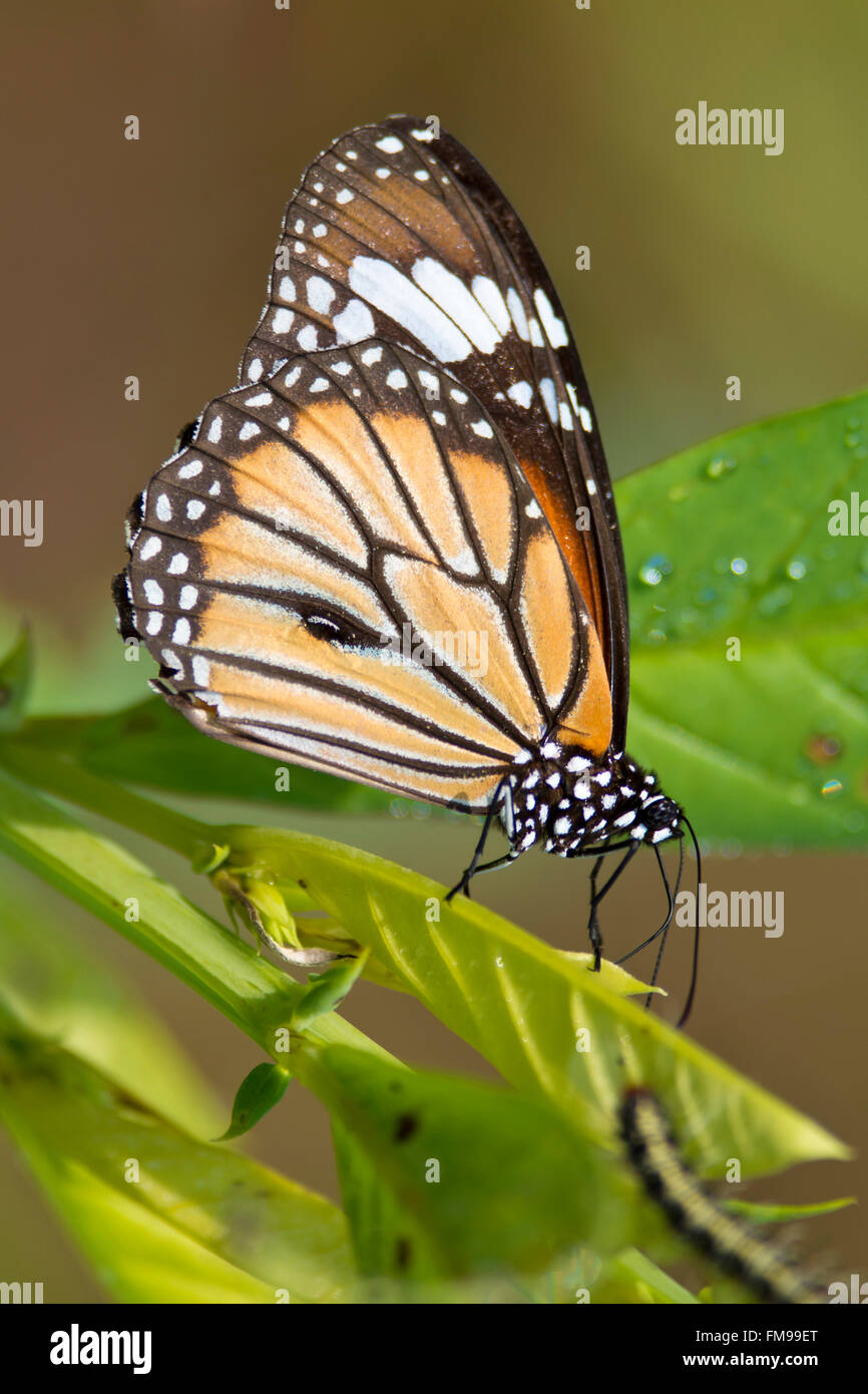 Gemeinsamen Tiger Schmetterling auf einem Blatt in Kanha National Park, Indien. Wissenschaftliche Name Danaus Genutia Stockfoto