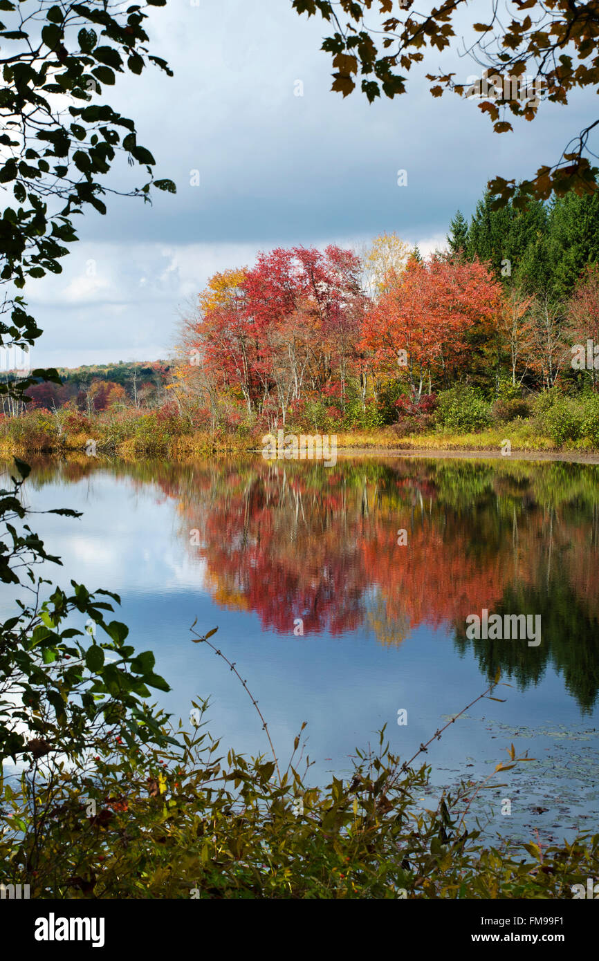 Bunte Herbst Reflexion der Herbst Bäume am langen Teich State Forest in Smithville New York, Chenango County Nordamerika USA. Stockfoto