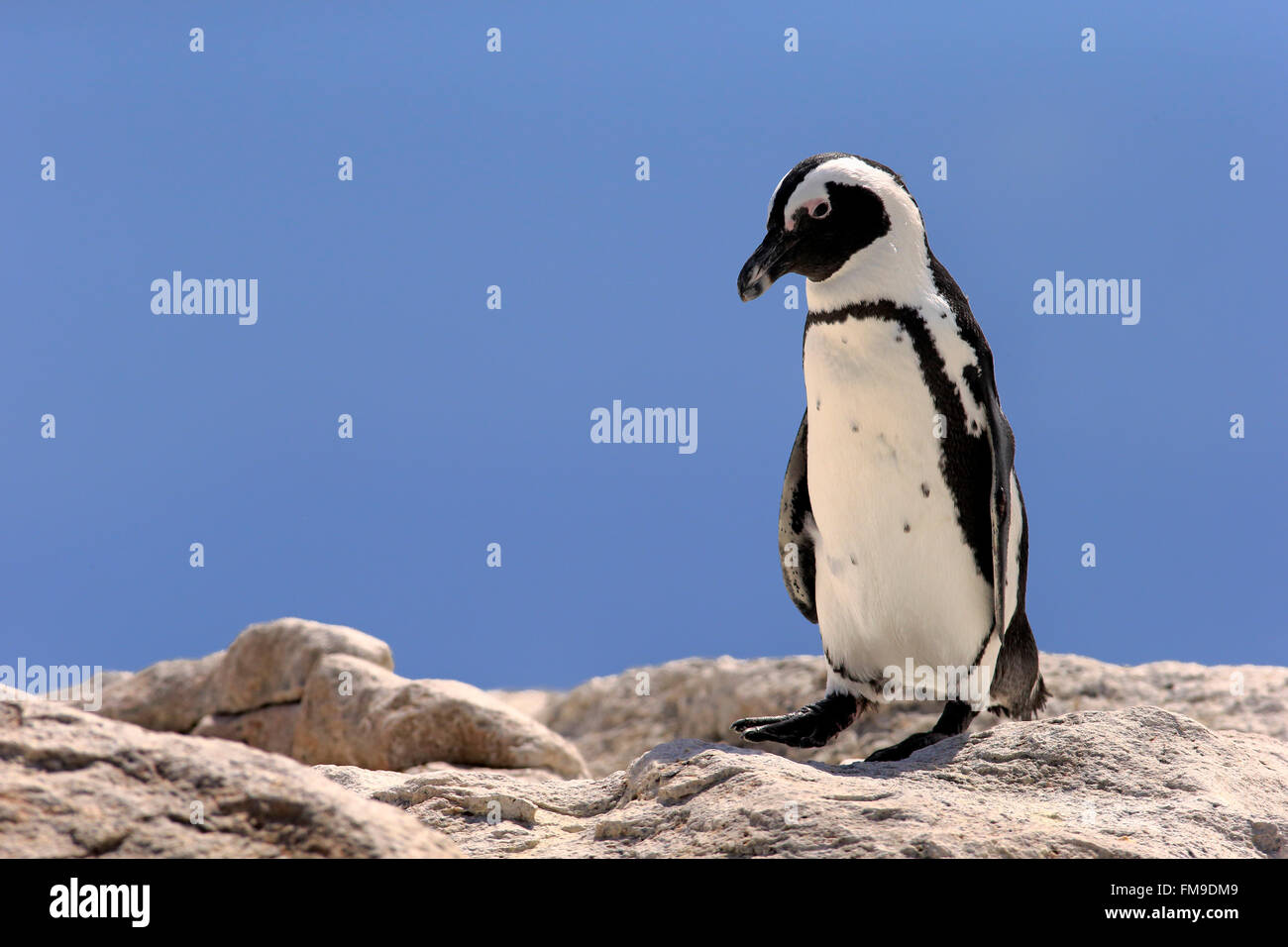 Jackass Penguin, Erwachsene auf Felsen, Geröll, Simon's Town, Western Cape, Südafrika, Afrika / (Spheniscus Demersus) Stockfoto