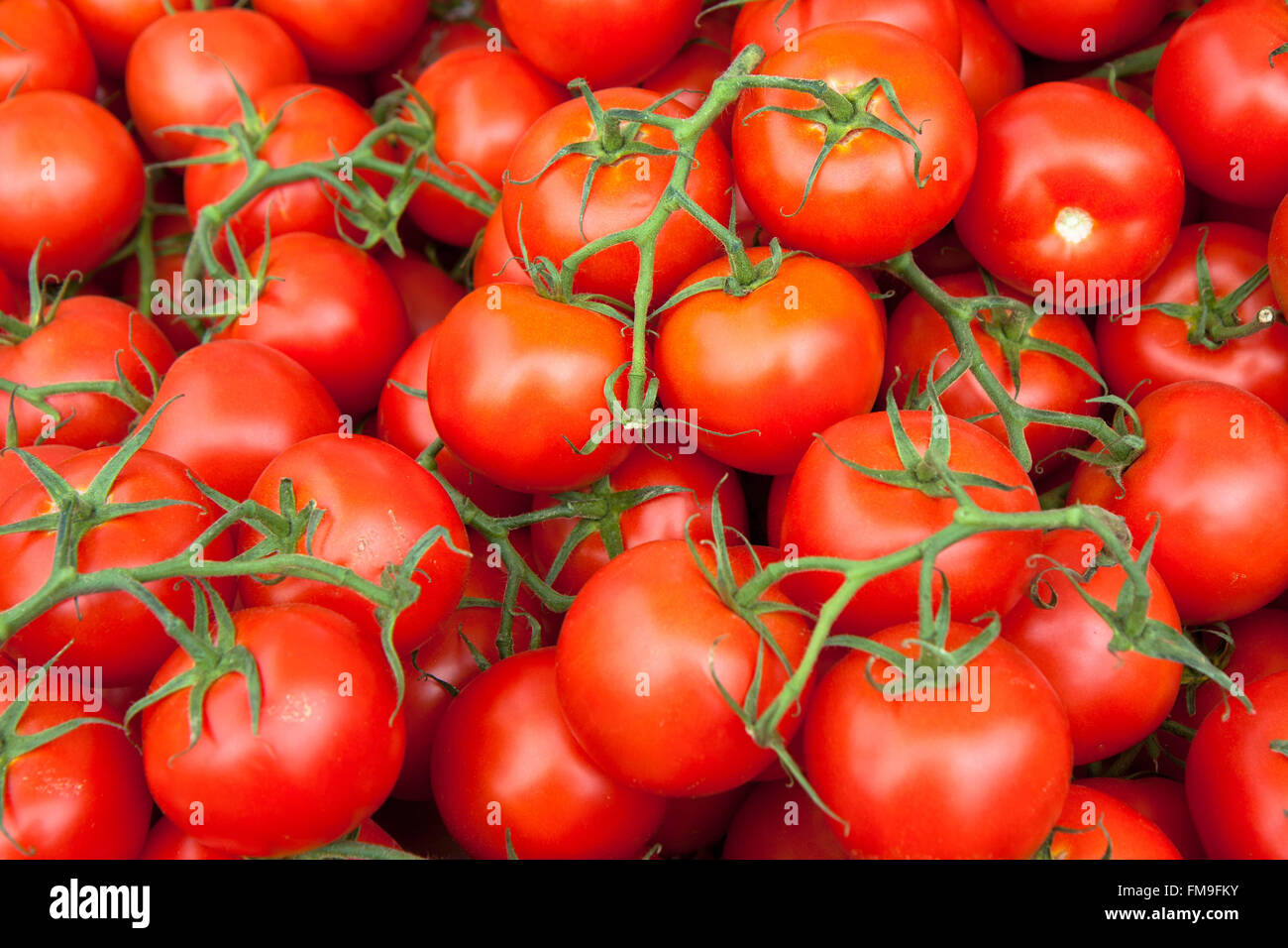 Nahaufnahme Bild von einem Haufen von rot, Reben gereifte Tomaten vom Markt des Landwirts. Rot, Runde, Tomaten sind die grünen Reben befestigt. Stockfoto