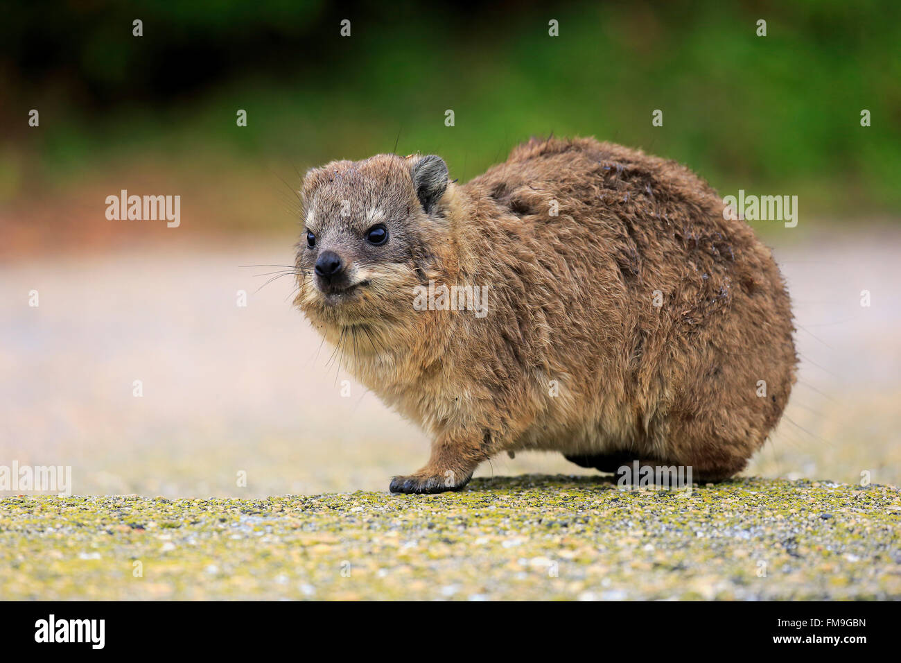 Rock-Klippschliefer, jung, Bettys Bay, Western Cape, Südafrika, Afrika / (Procavia Capensis) Stockfoto